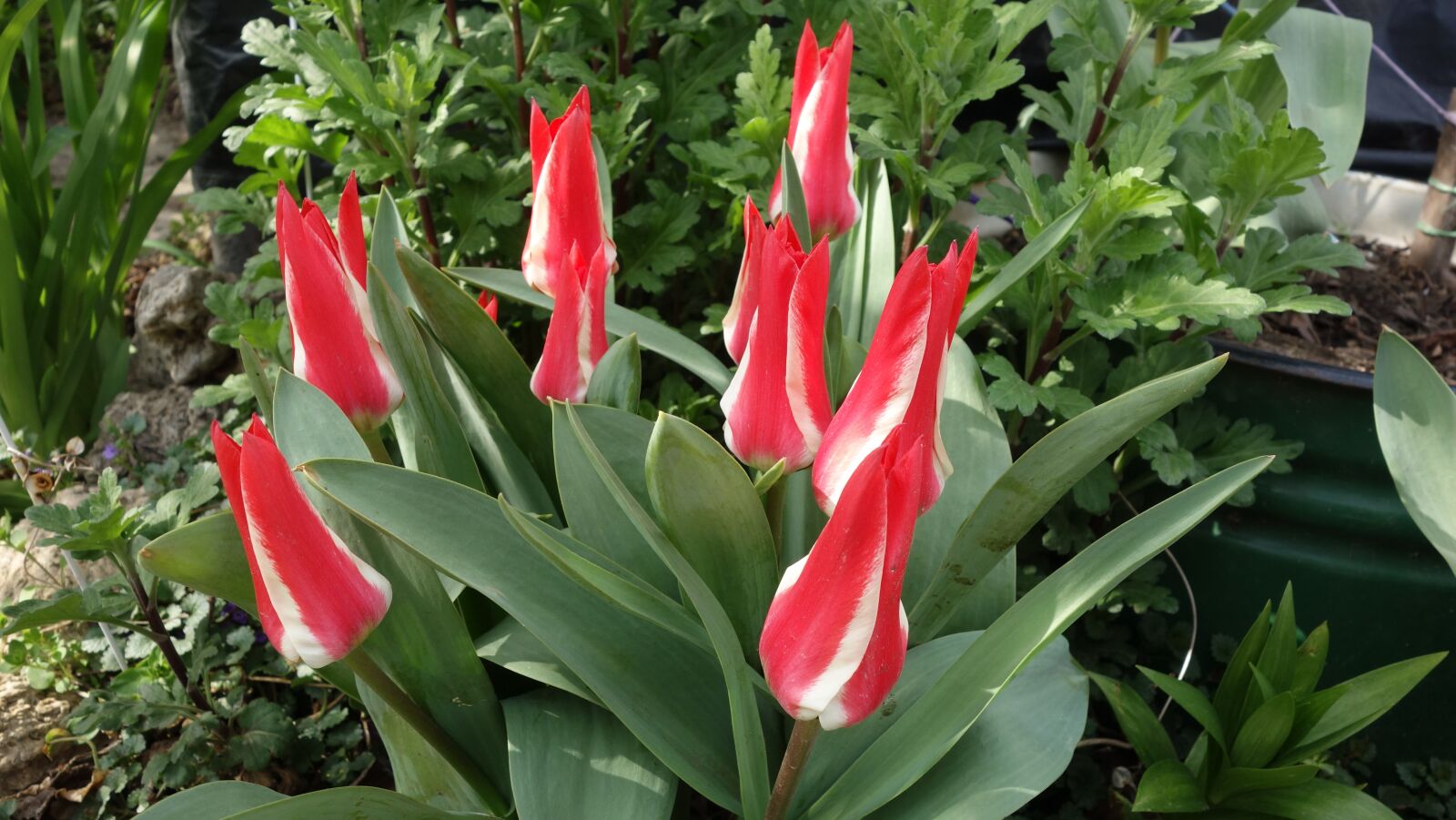 Sony Cyber-shot DSC-RX100 sample photo. Tulip, nature, flora photography