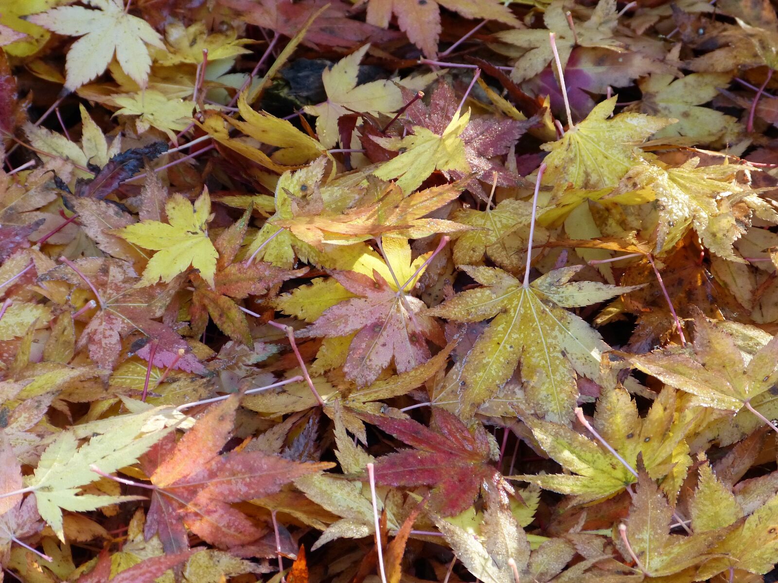 Panasonic Lumix DMC-FZ150 sample photo. Maple, leaves, nature photography