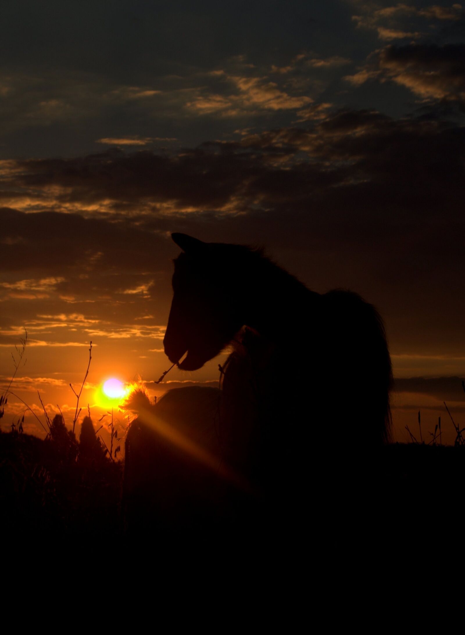 Canon EOS 700D (EOS Rebel T5i / EOS Kiss X7i) sample photo. Capra, sunset, shadows photography