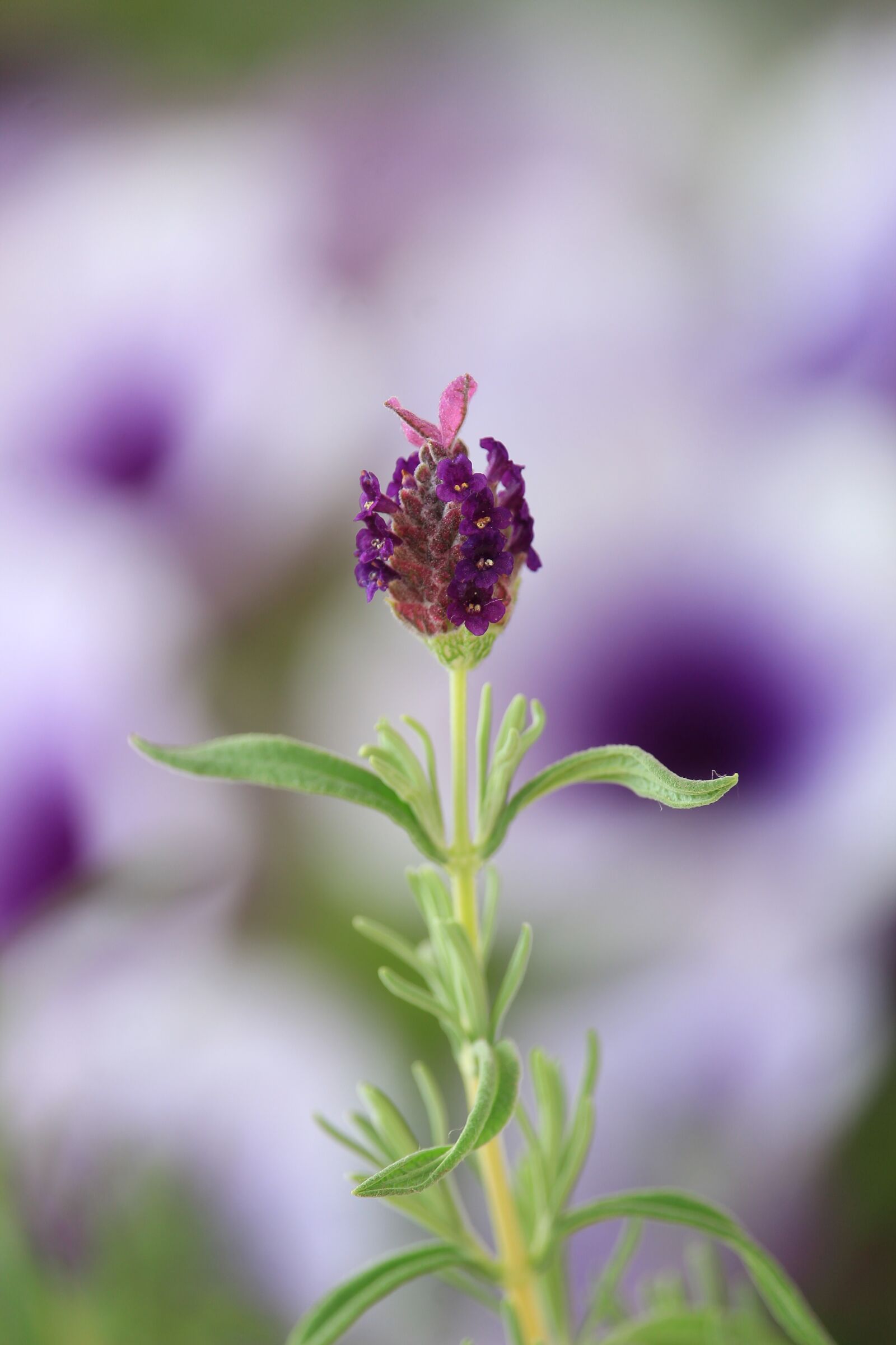Canon EF-S 55-250mm F4-5.6 IS STM sample photo. Lavender, flower, blossom photography