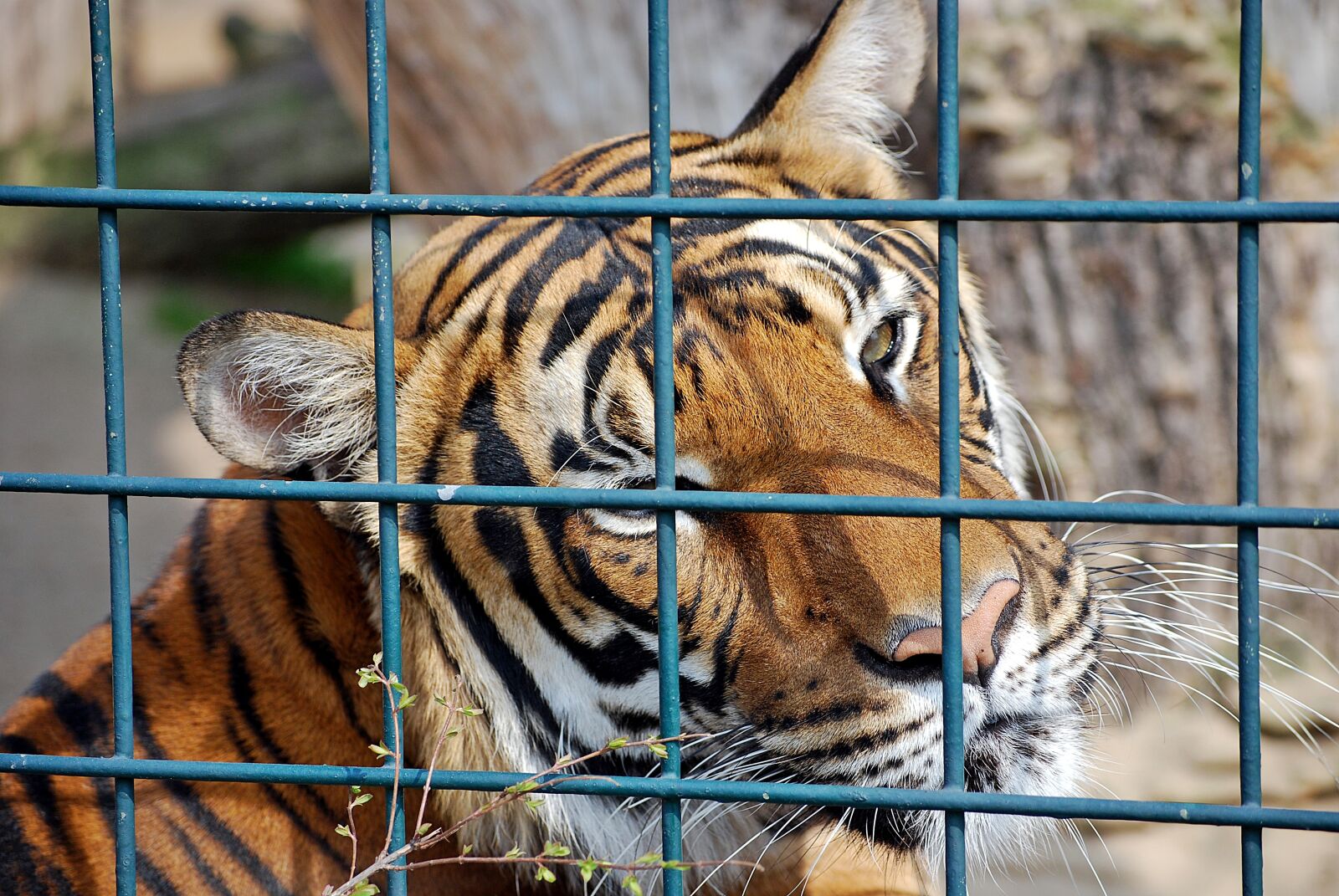 Nikon D40X sample photo. Tiger, predator, big cat photography