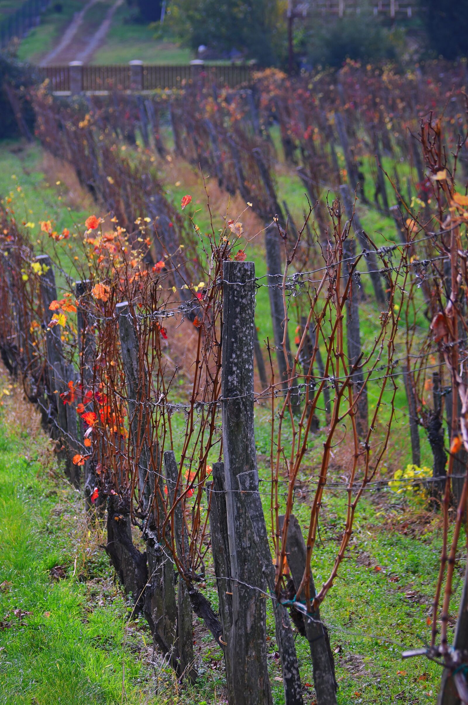 Nikon D3200 sample photo. Autumn, autumn landscape, autumn photography