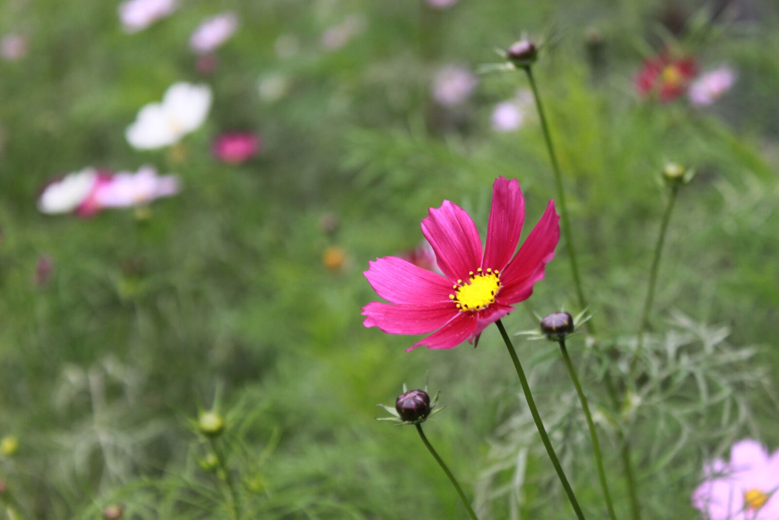Canon EOS 500D (EOS Rebel T1i / EOS Kiss X3) sample photo. Cosmos, flowers, nature photography