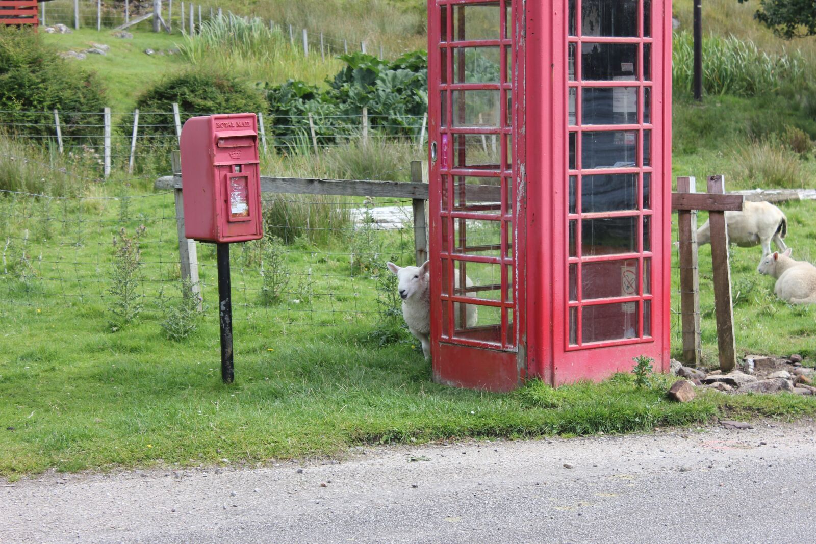 Canon EOS 550D (EOS Rebel T2i / EOS Kiss X4) sample photo. Sheep, phone booth, royal photography