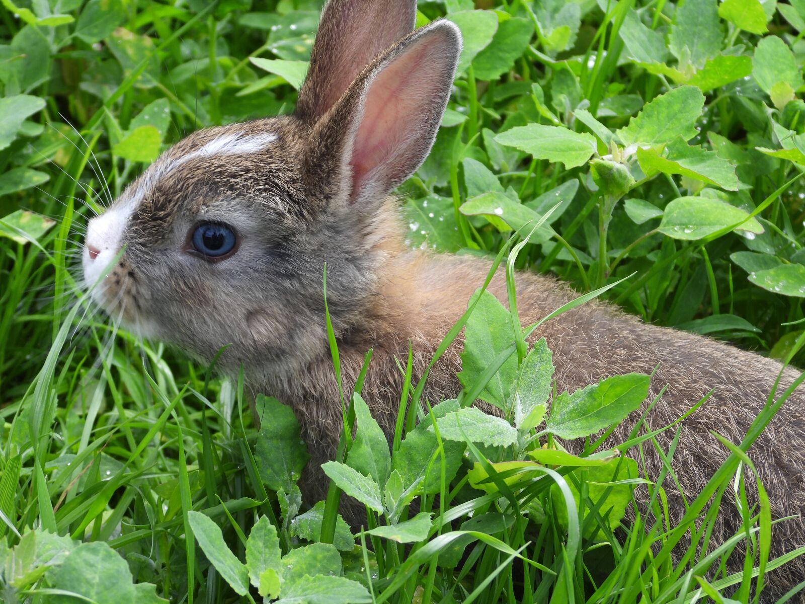 Nikon Coolpix P1000 sample photo. Rabbit miniature, mammal, animal photography