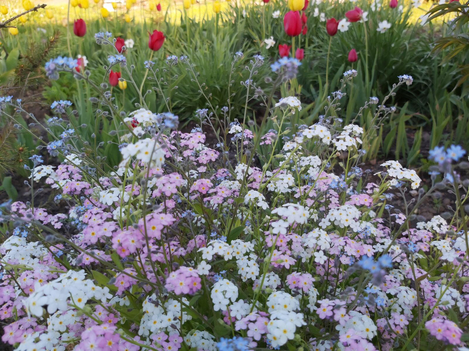 Samsung Galaxy A70 sample photo. Green, garden, meadow photography