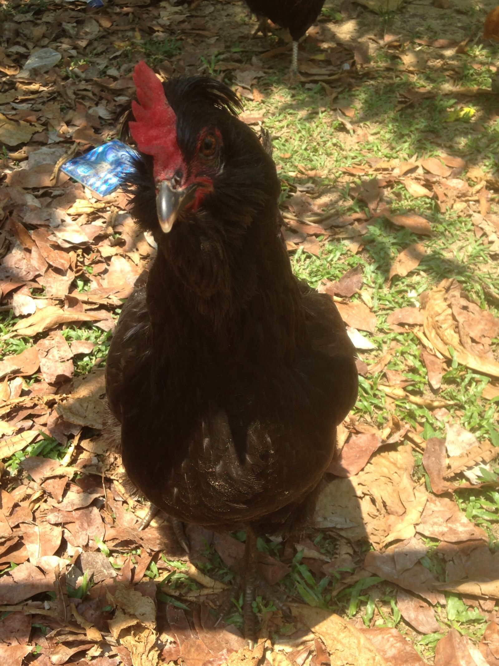 Apple iPhone 5c sample photo. Animal, farming, chicken, farm photography