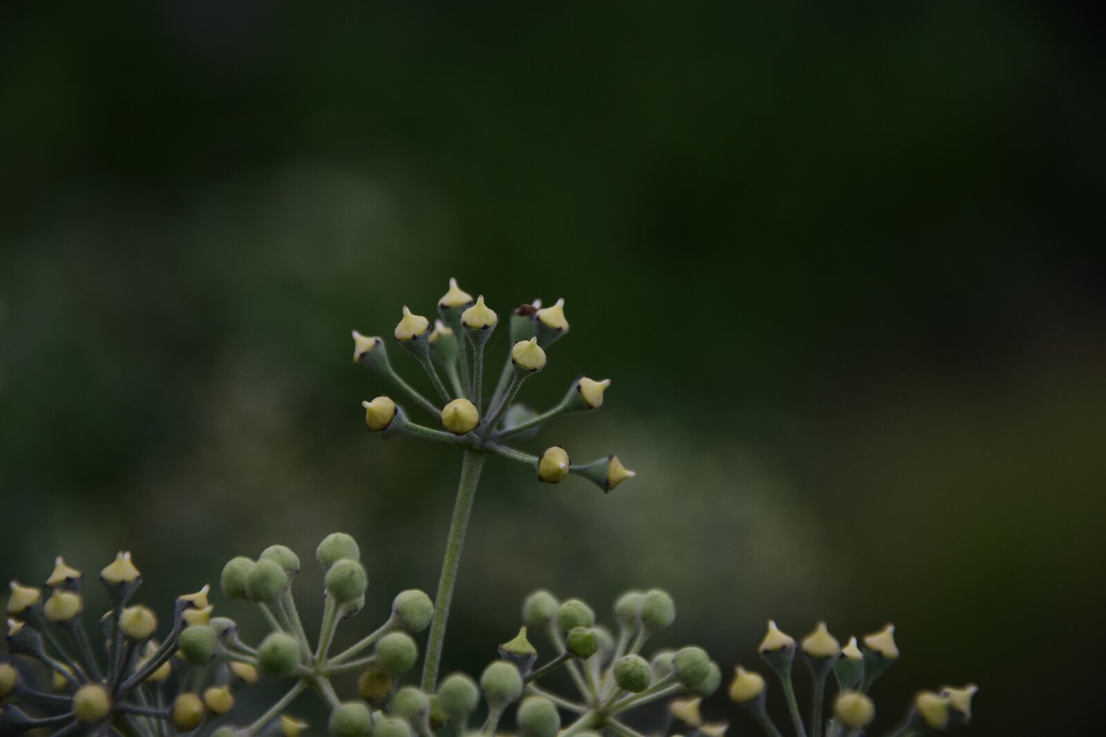 Nikon D5300 sample photo. Nature, green, natural photography