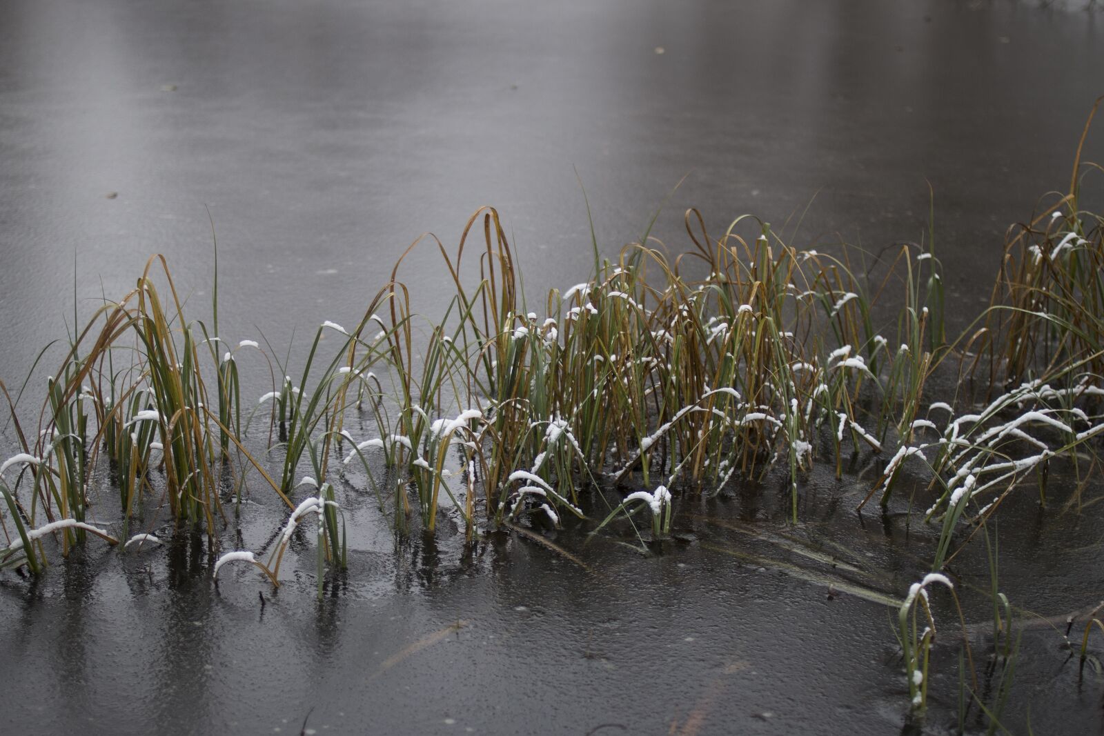 Canon EOS 70D sample photo. Pond, ice, water photography