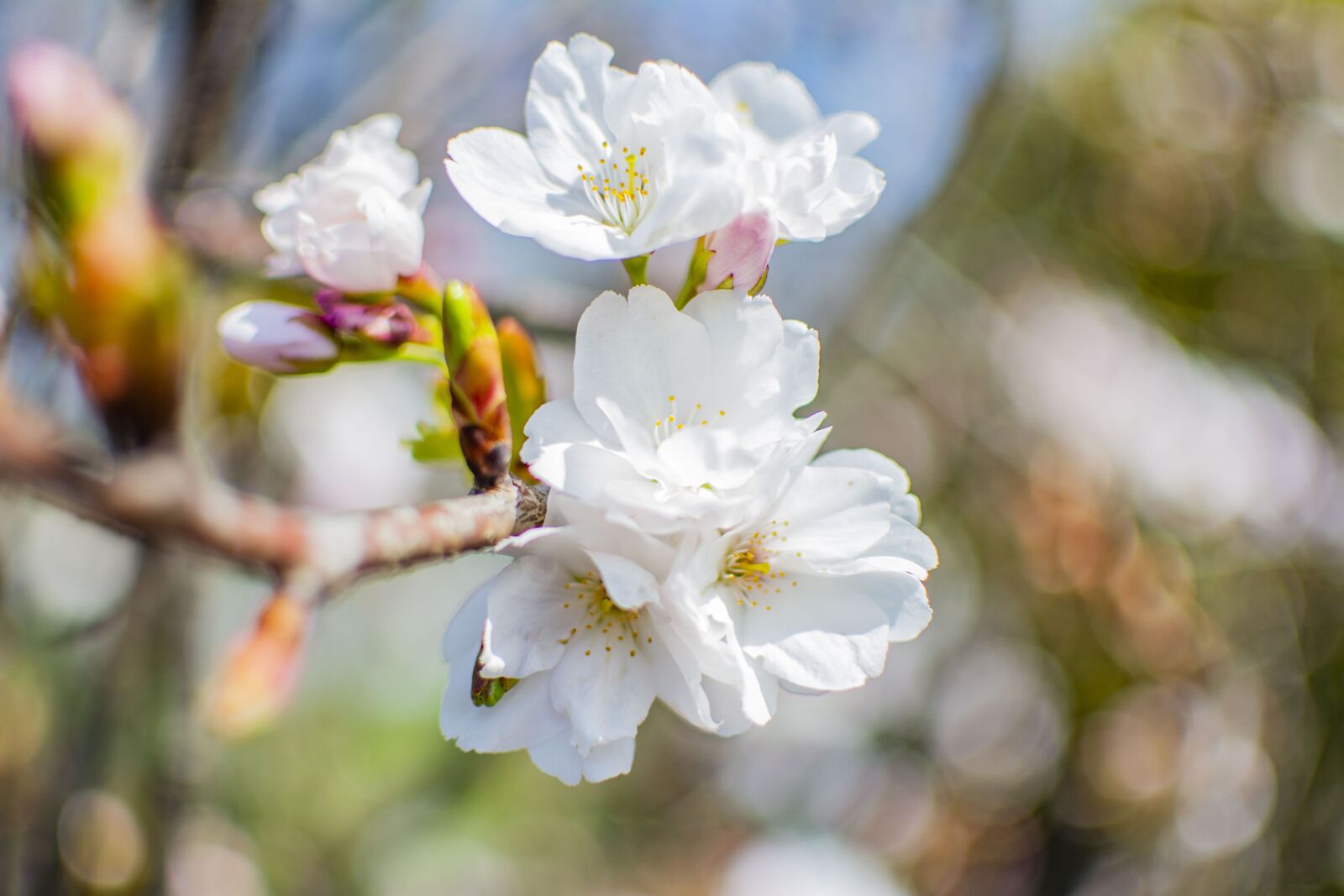 Nikon D5200 sample photo. Spring, sunny, flowers photography