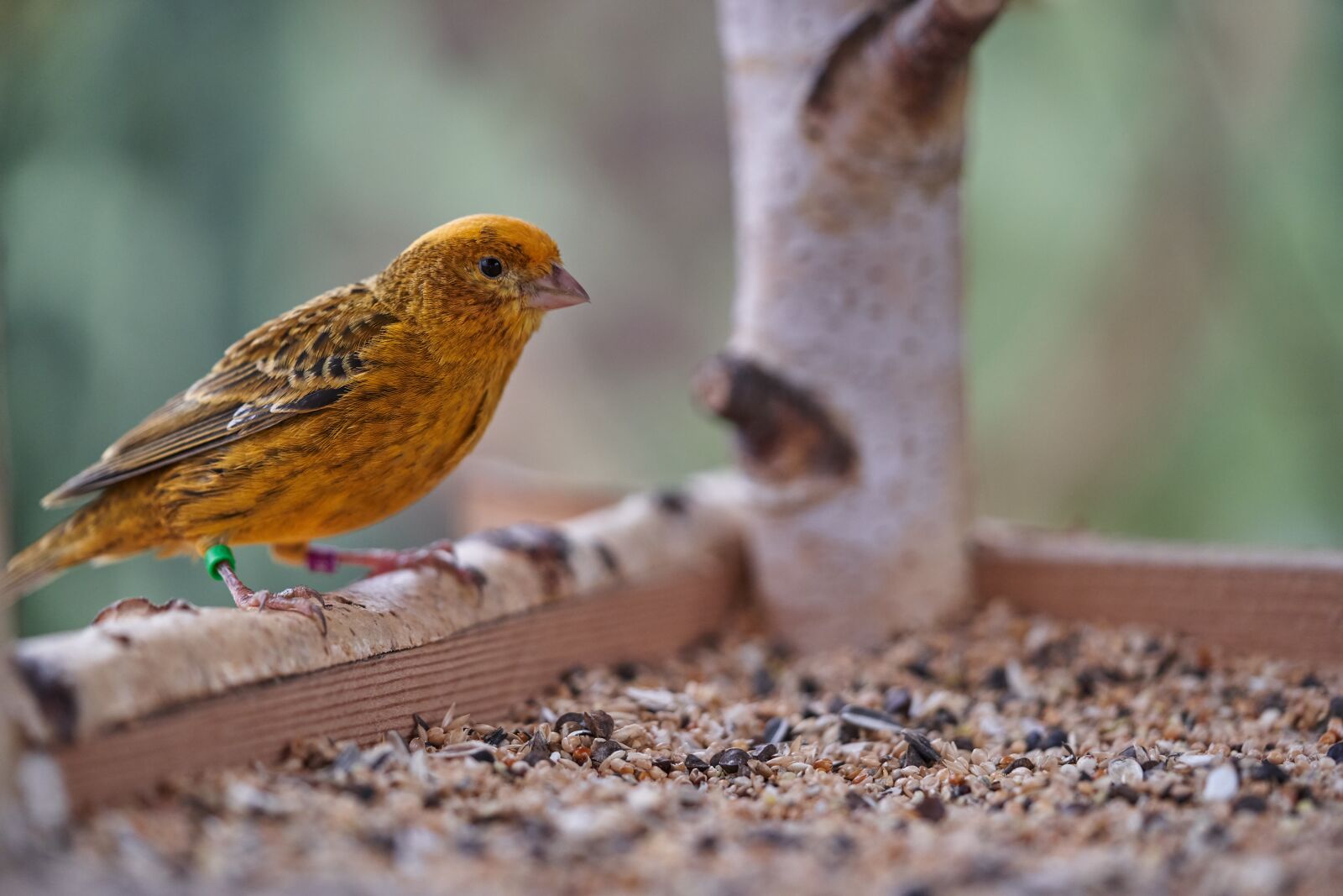 Sony FE 90mm F2.8 Macro G OSS sample photo. Bird, canary bird, eat photography