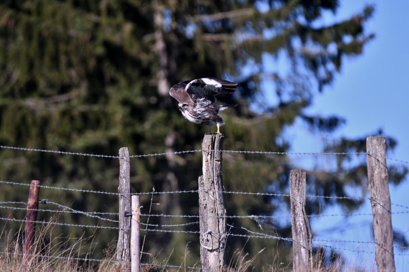 Nikon D500 sample photo. Common buzzard, bird of photography