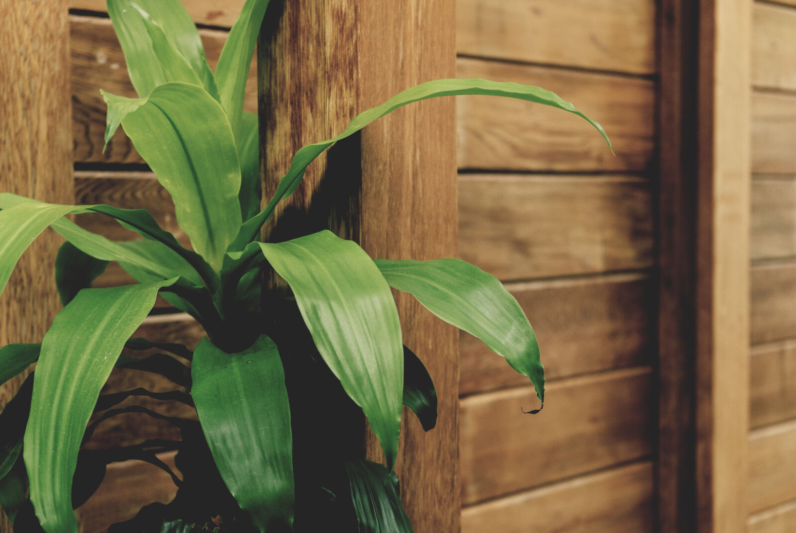 Sony a7 II + Sony FE 28-70mm F3.5-5.6 OSS sample photo. Green, leafed, plant, by photography