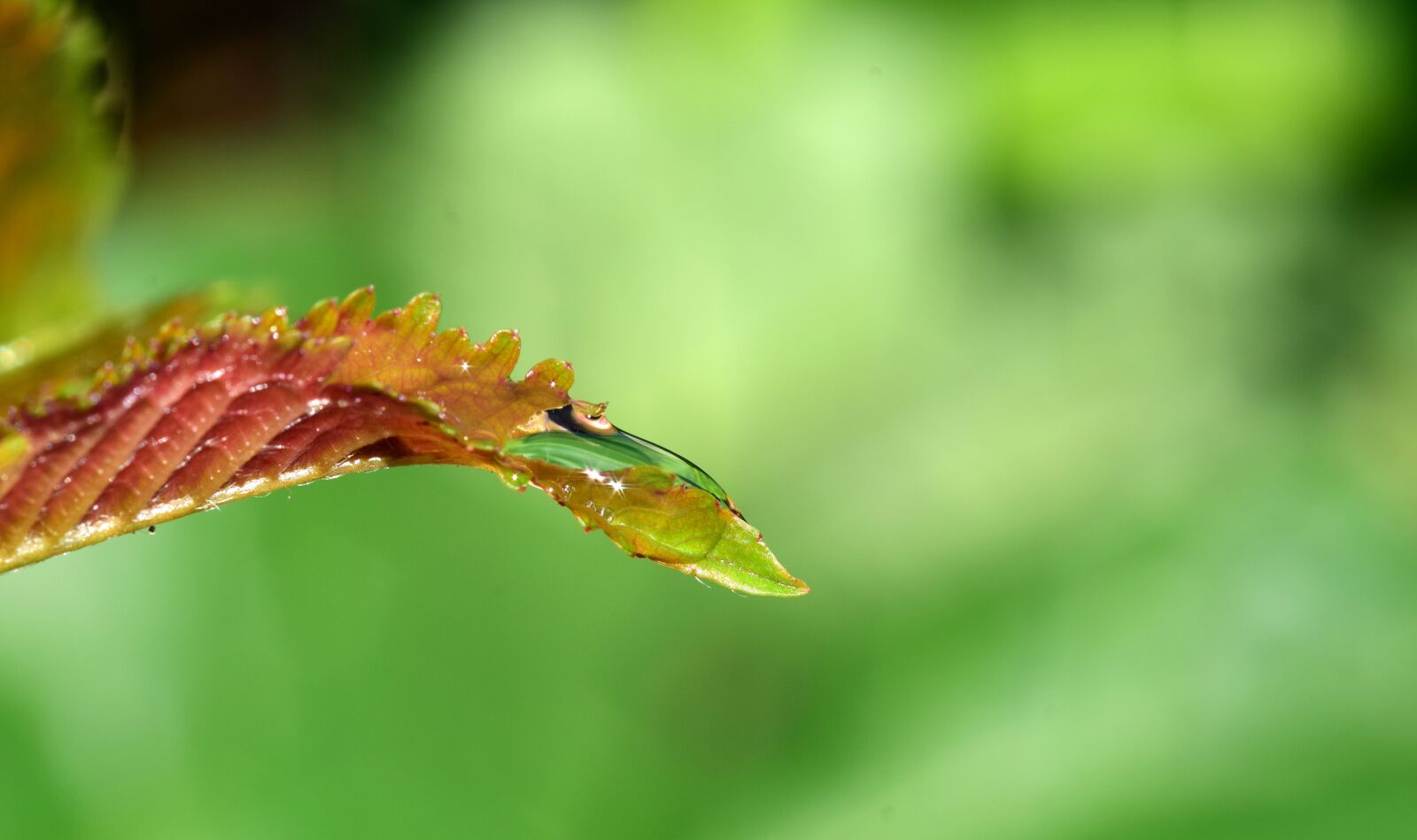 Nikon D3300 sample photo. Drip, leaf, drop of photography