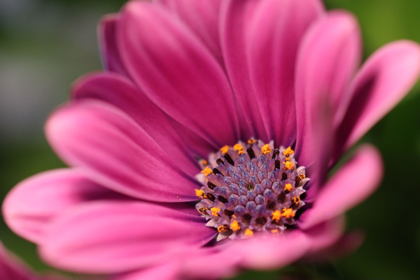 Canon EOS 90D sample photo. Flower, blossom, bloom photography