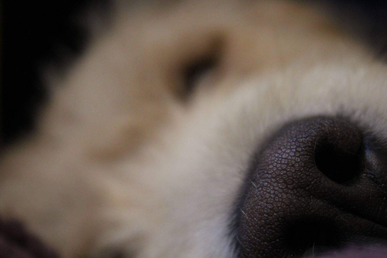 Canon EOS 1200D (EOS Rebel T5 / EOS Kiss X70 / EOS Hi) sample photo. Brown, dog, dogs, nose photography