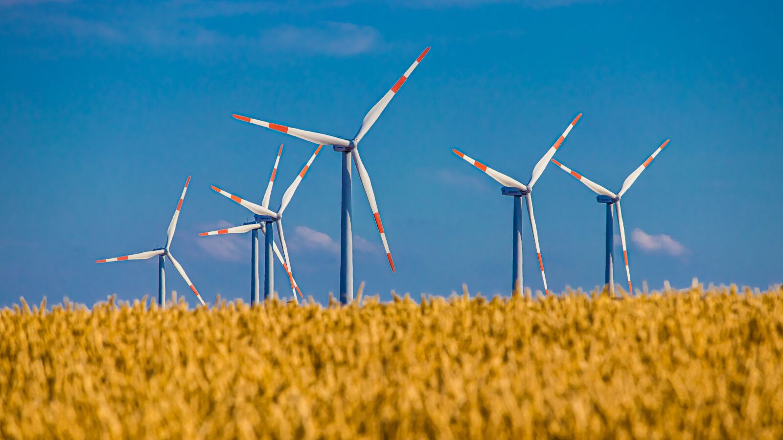 Canon EF-S 55-250mm F4-5.6 IS STM sample photo. Pinwheel, field, cereals photography