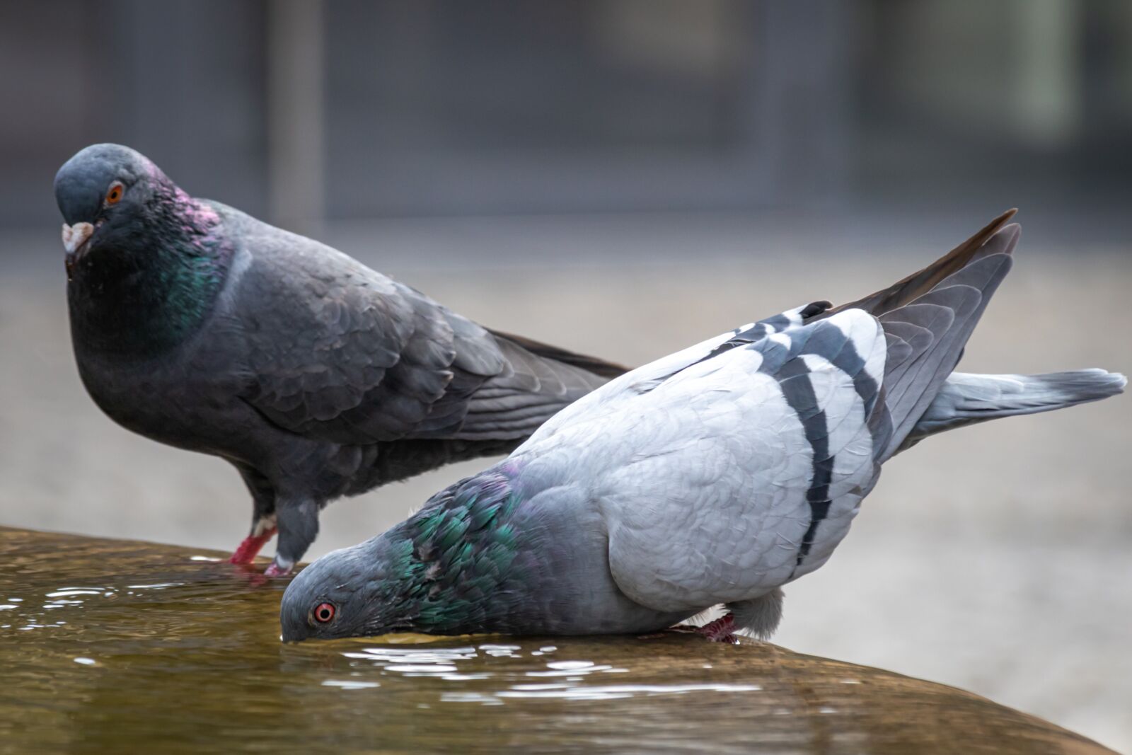 Canon EOS 80D sample photo. Pigeons, drink, detail photography