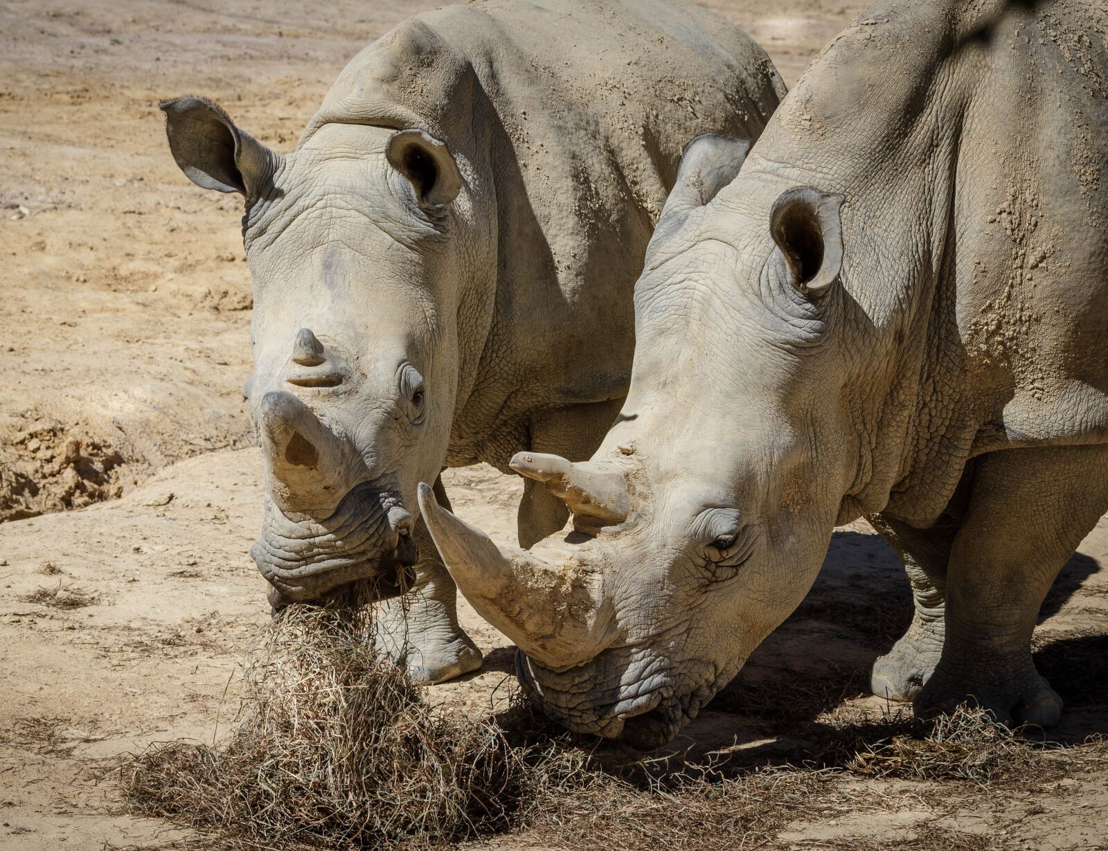 Canon EOS 600D (Rebel EOS T3i / EOS Kiss X5) sample photo. Rhinoceros, white rhinoceros, white photography