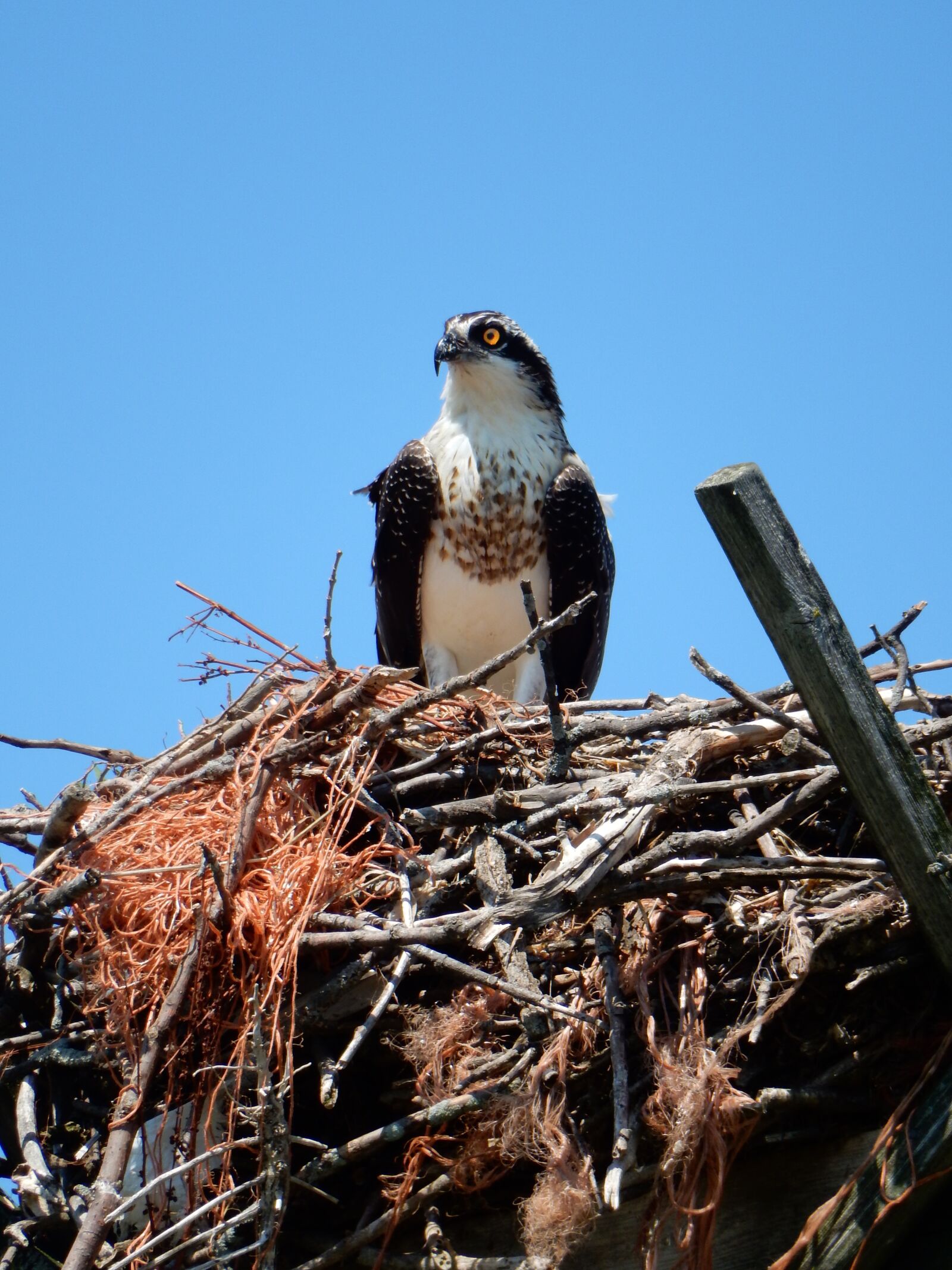 Nikon Coolpix S9900 sample photo. Hawk, nest, nature photography