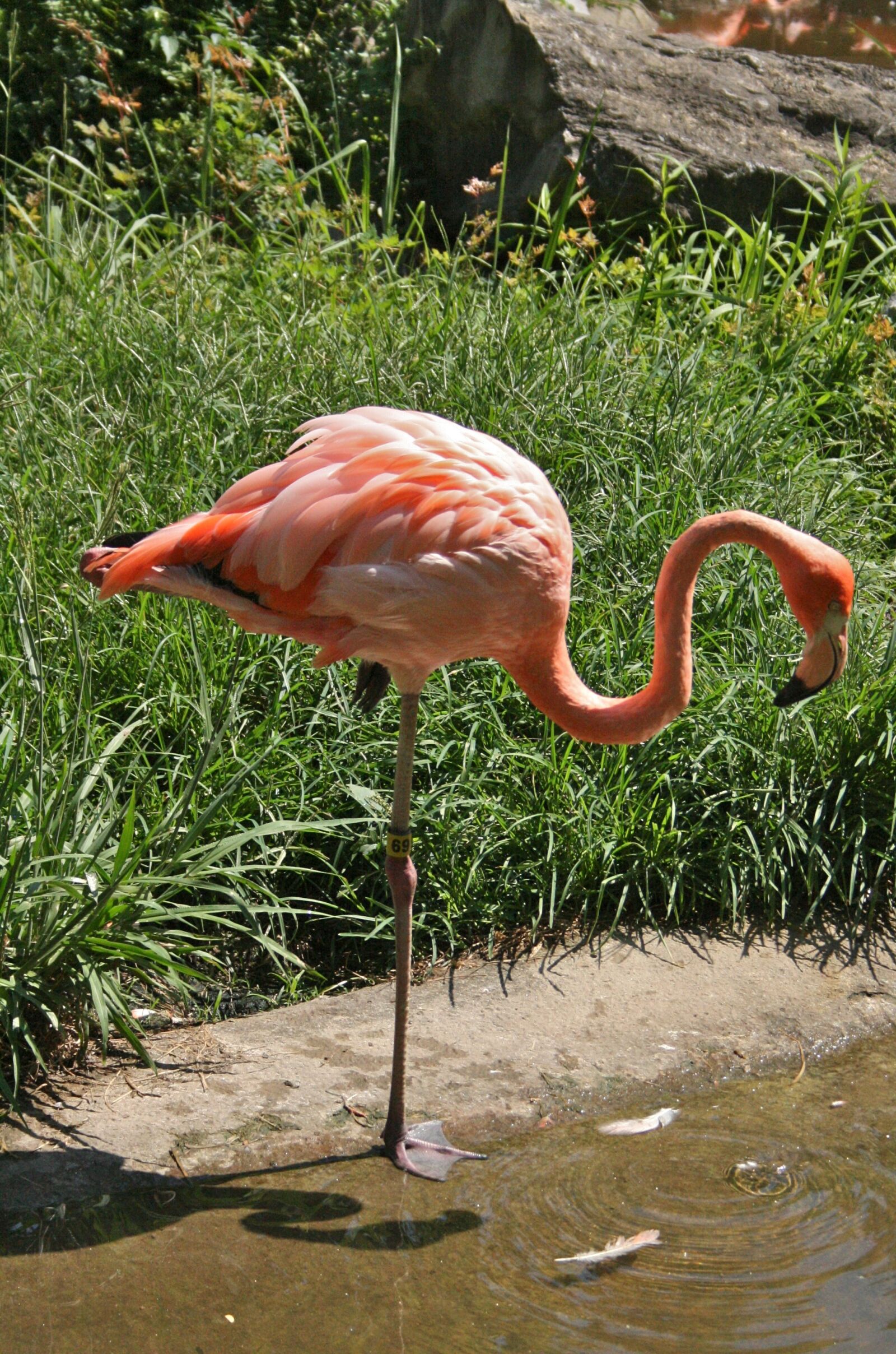 Canon EOS 400D (EOS Digital Rebel XTi / EOS Kiss Digital X) sample photo. Flamingo, zoo, pink photography