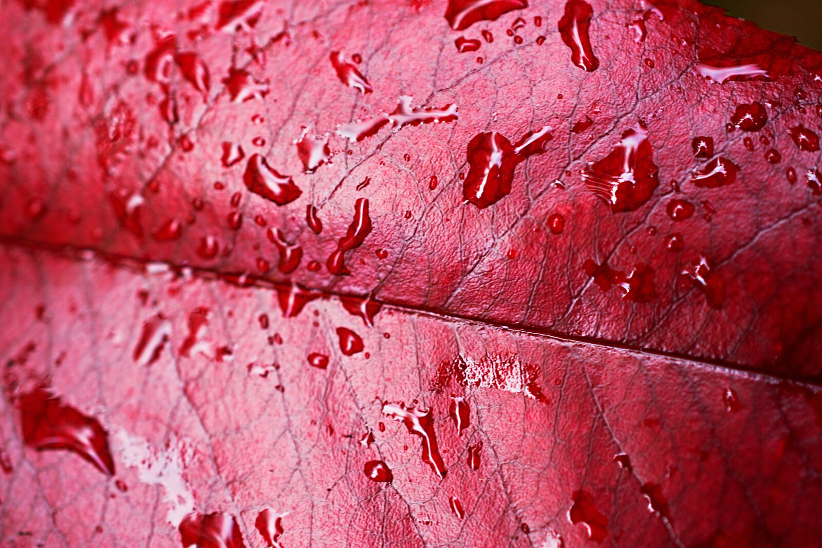 Nikon D3400 sample photo. Red robin leaf, bush photography
