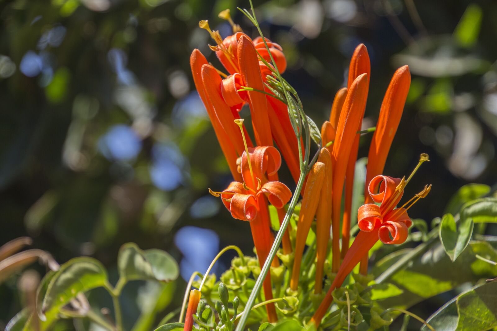 Canon EOS 700D (EOS Rebel T5i / EOS Kiss X7i) sample photo. Red flower, flowers, nature photography