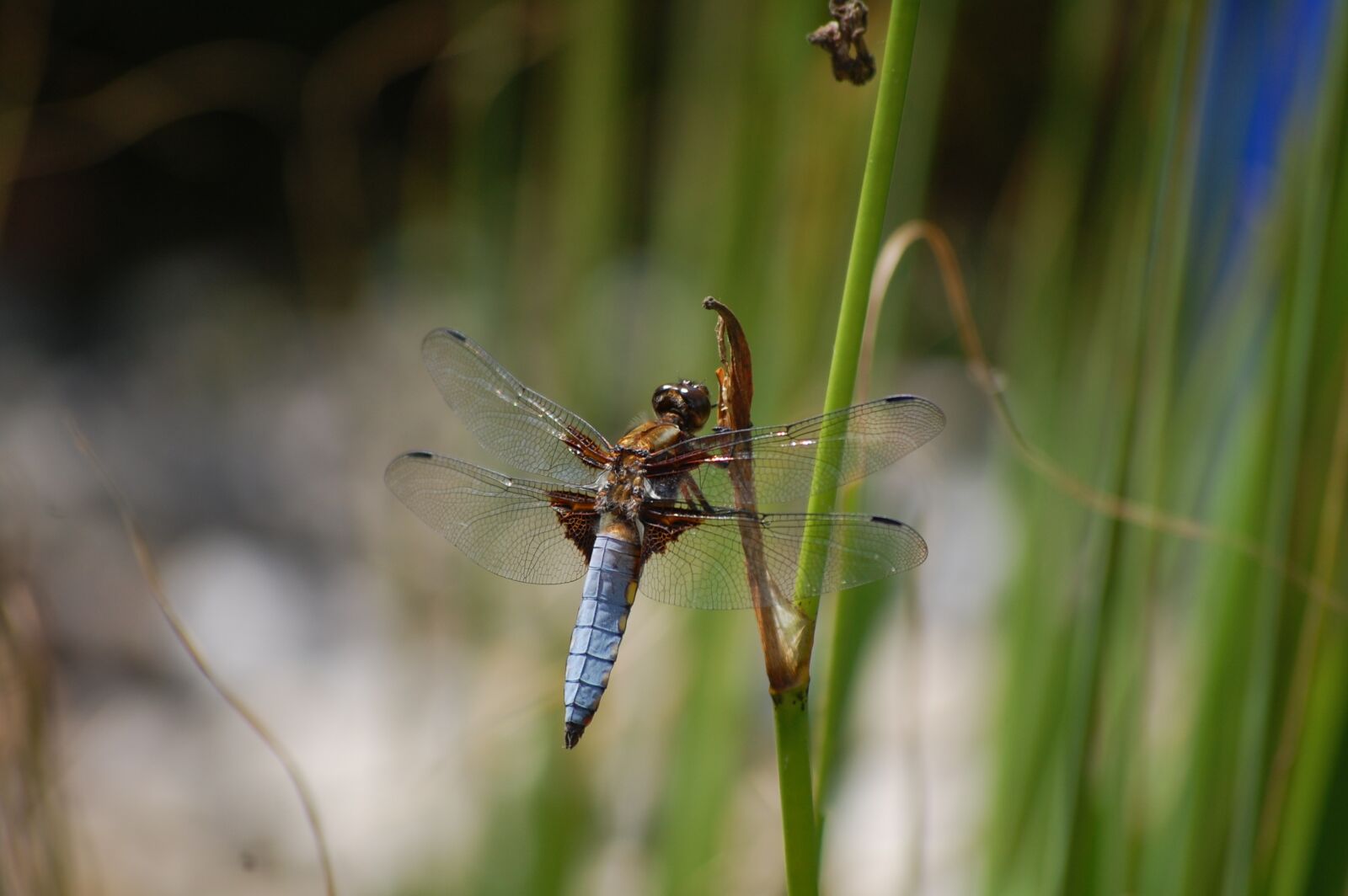 Nikon D40 sample photo. Dragonfly, close up, waters photography
