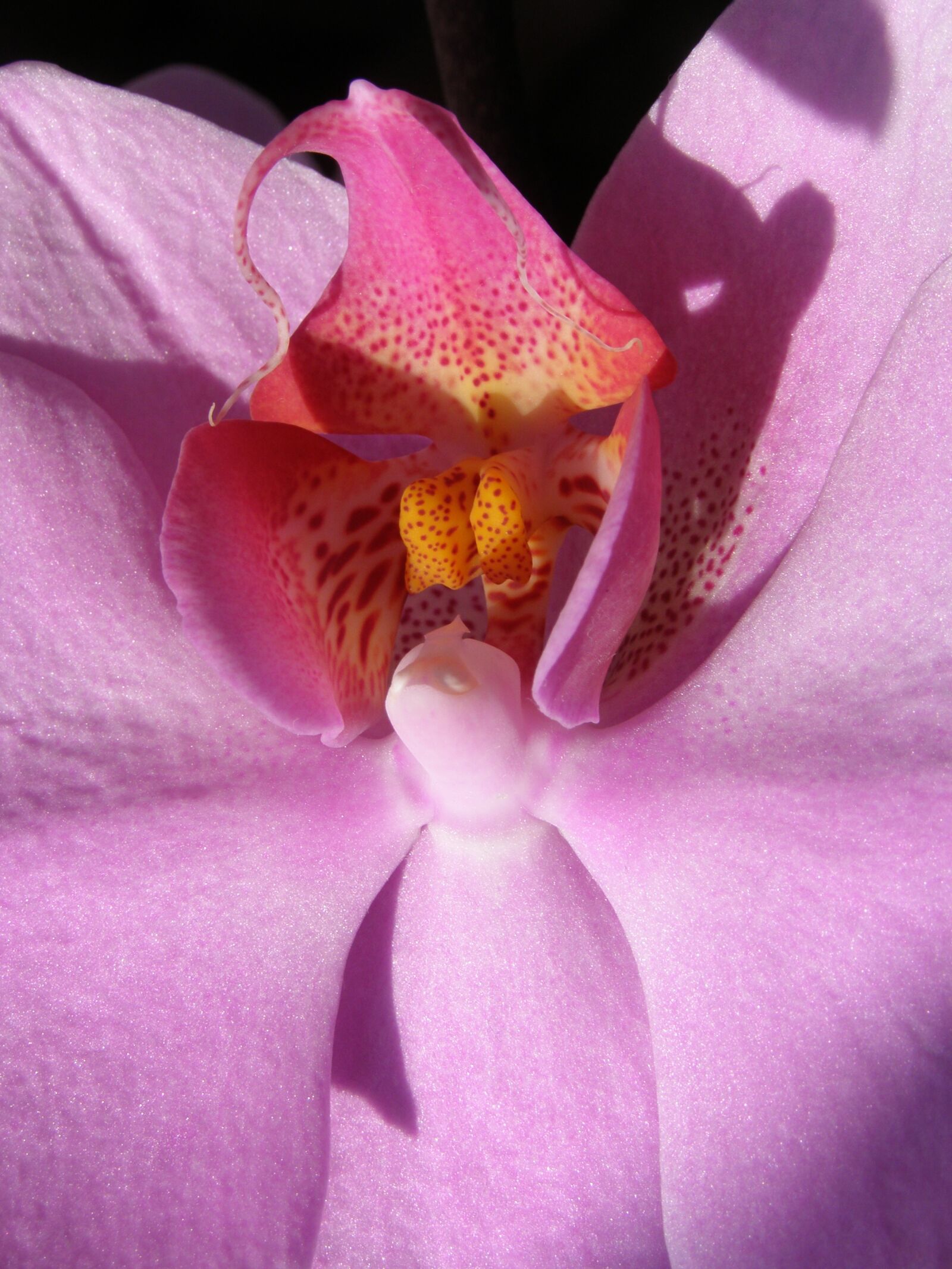 Olympus SP510UZ sample photo. Flower, orchid, flora photography