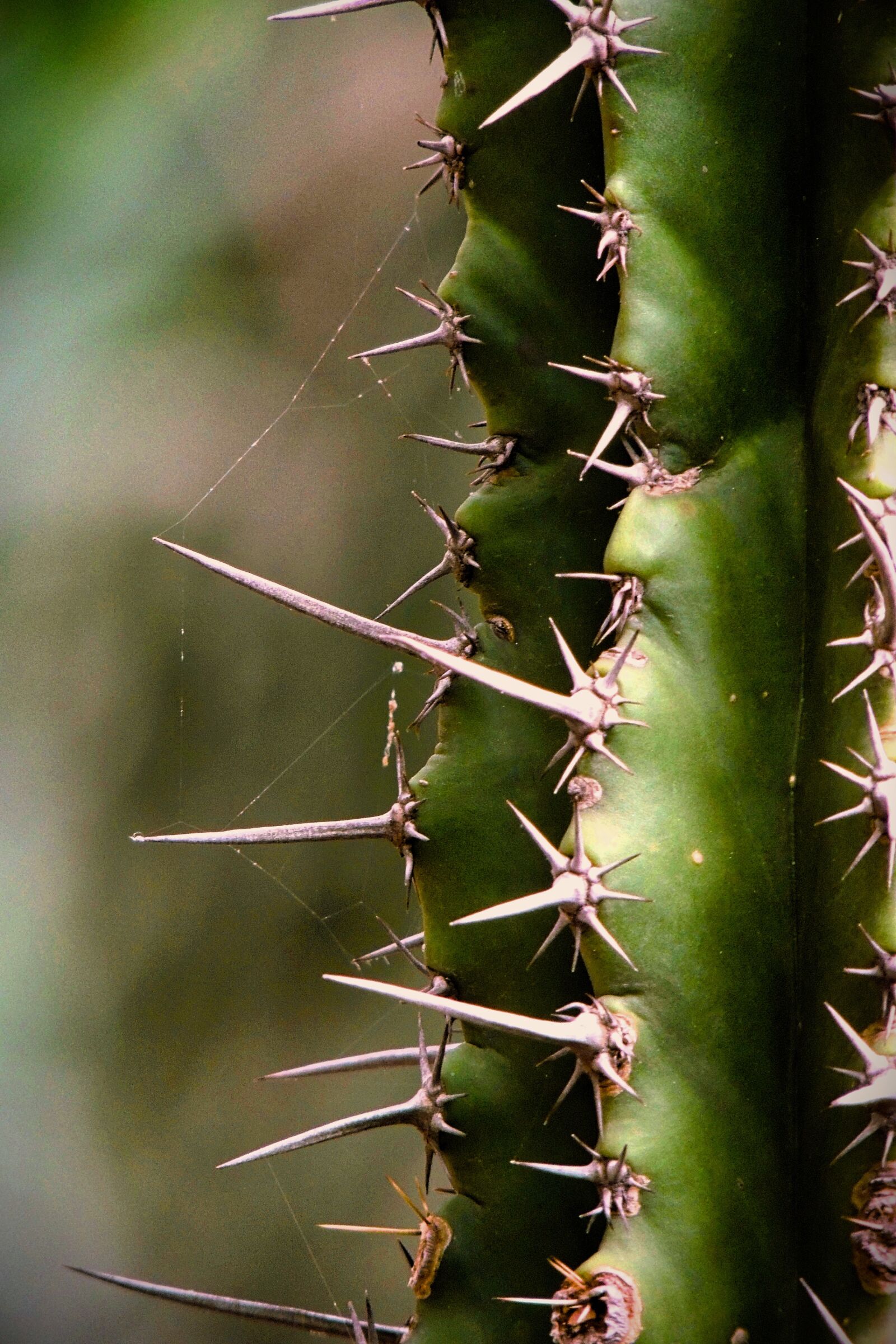 Nikon Coolpix P510 sample photo. Cactaceae, more acute, thorny photography