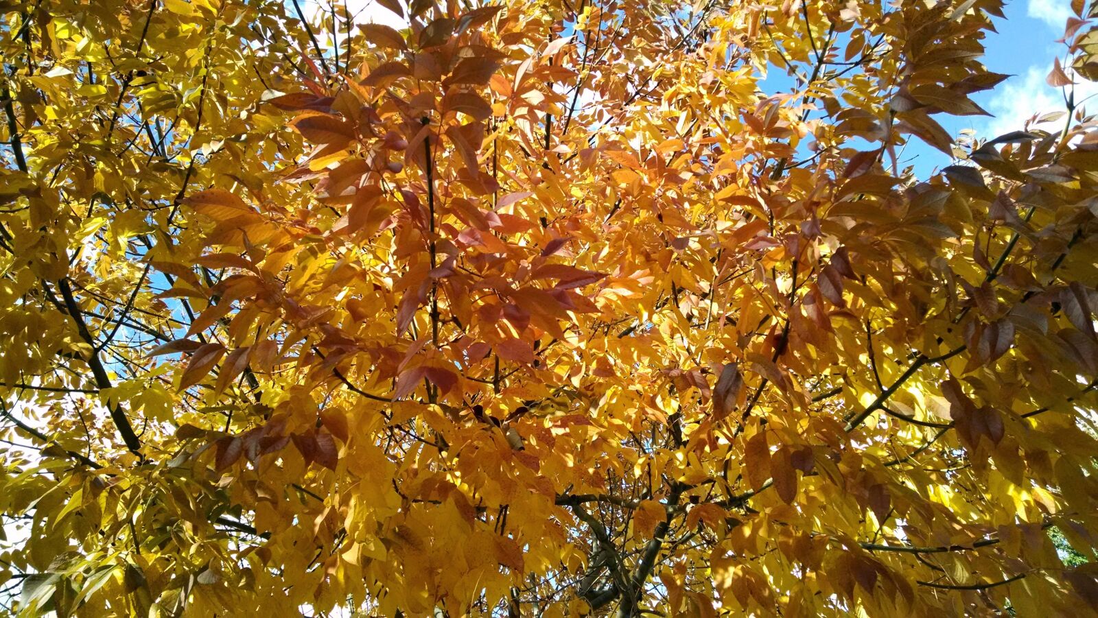 Motorola Moto X (1st Gen) sample photo. Autumn, trees, foliage photography