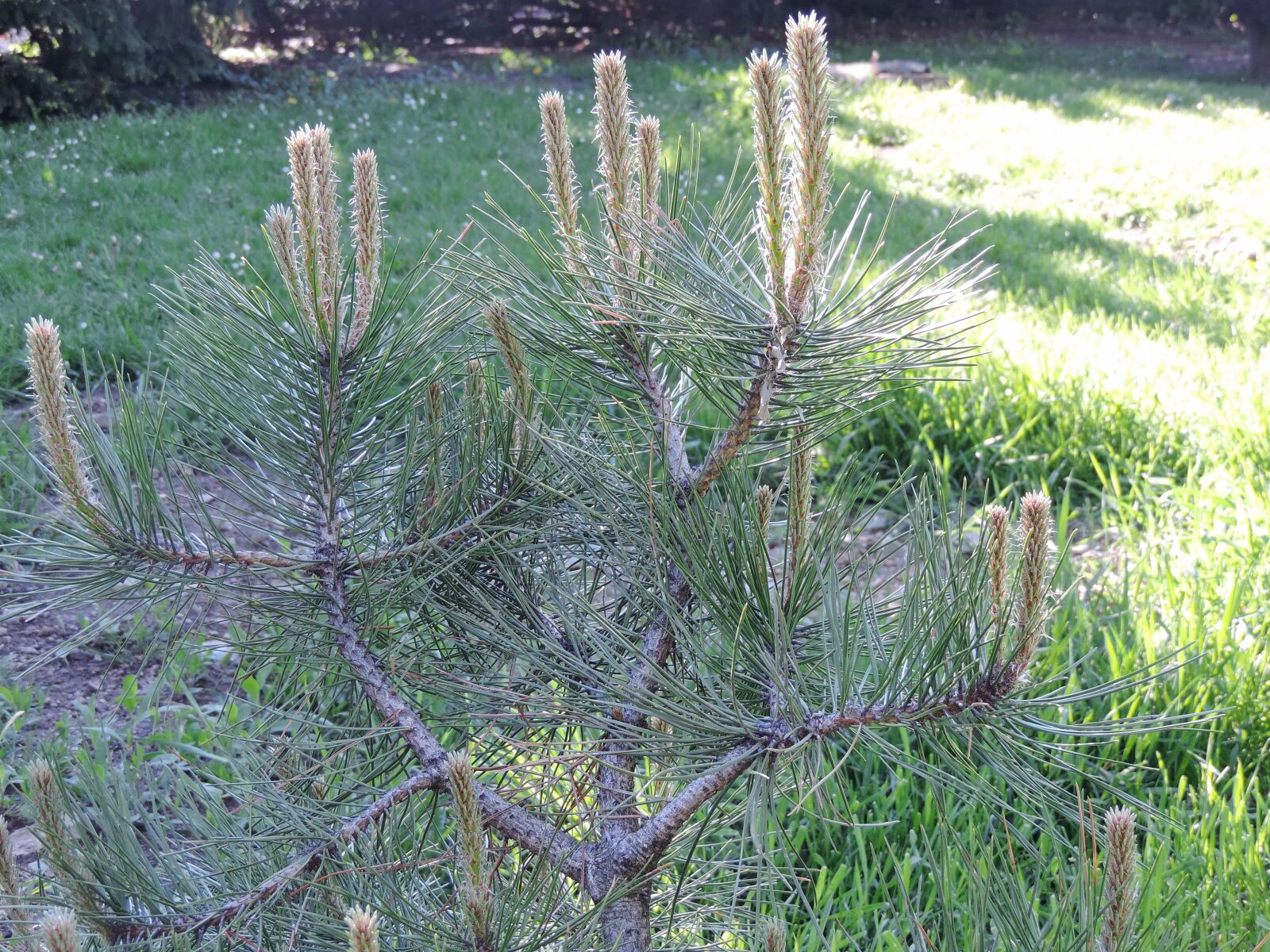 Nikon Coolpix P520 sample photo. Branches, conifers, national park photography