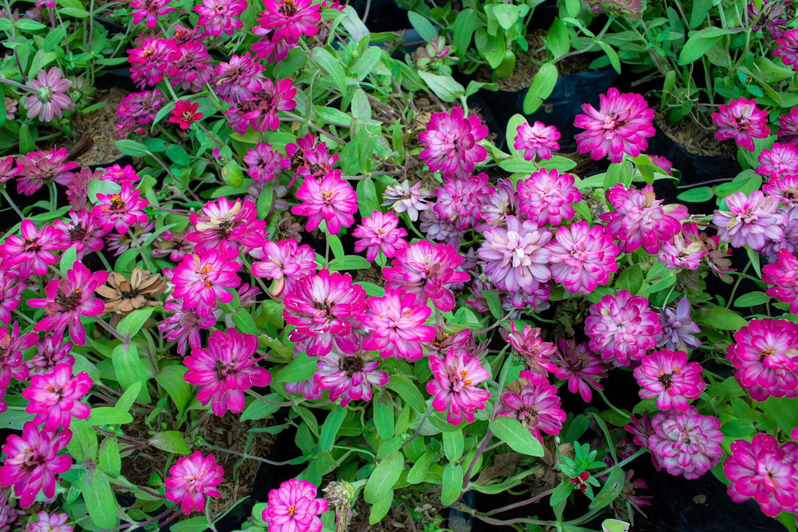 Nikon D3100 sample photo. Macro, sunlight, flower garden photography