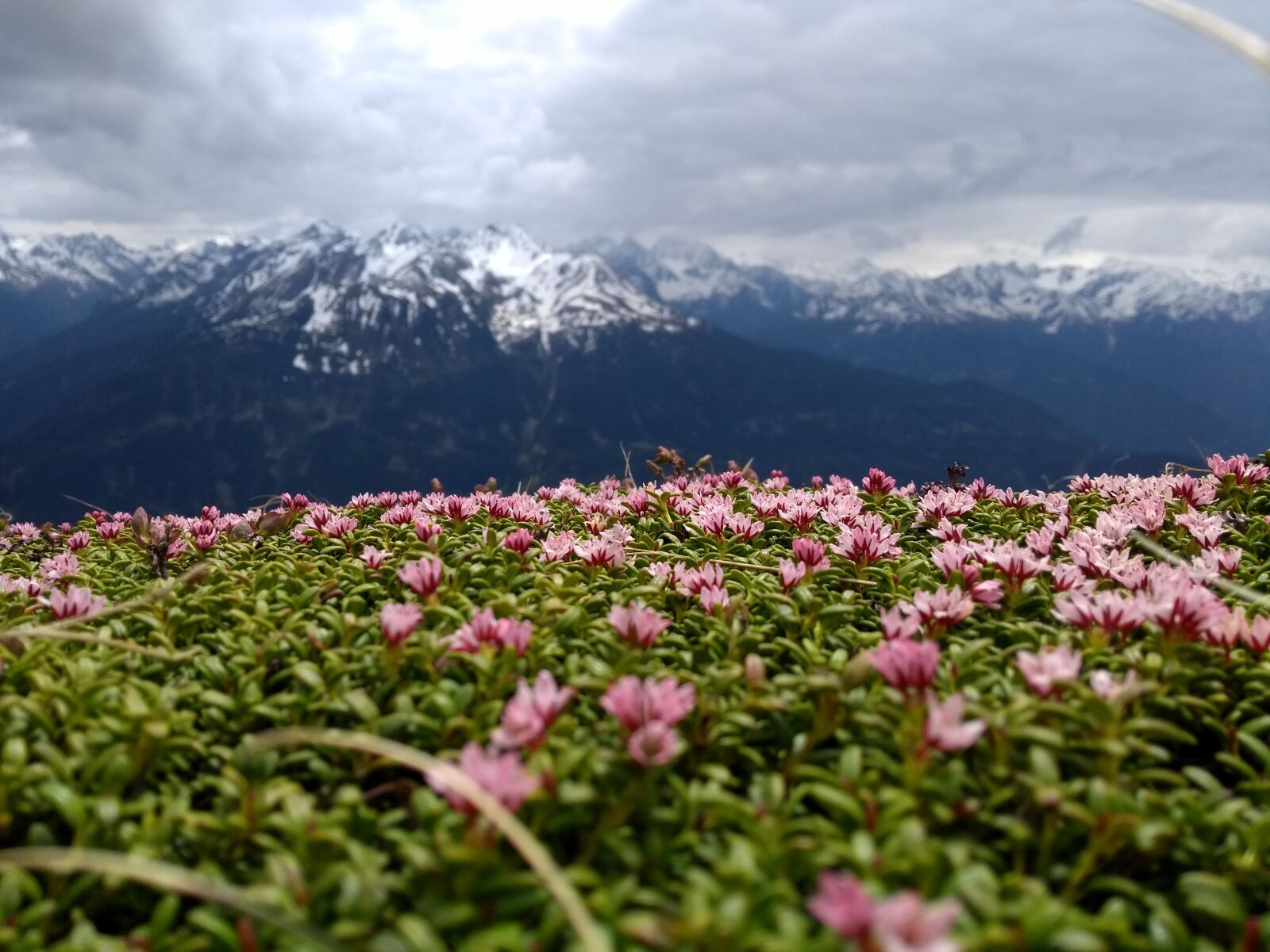 Motorola Moto G (5th Gen) sample photo. Nature, landscape, flower photography
