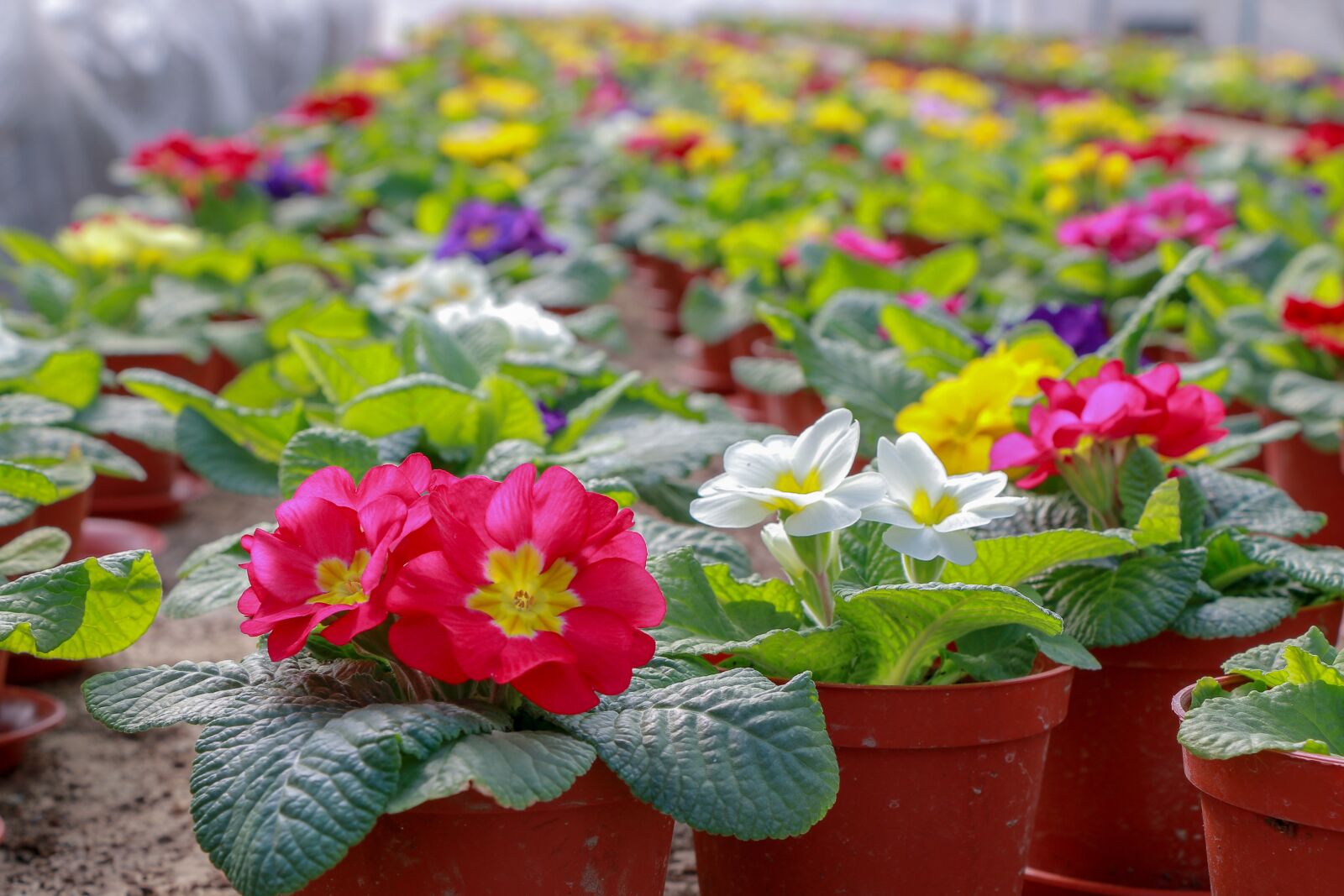 Canon EOS 70D sample photo. Flowers, greenhouse, plant photography