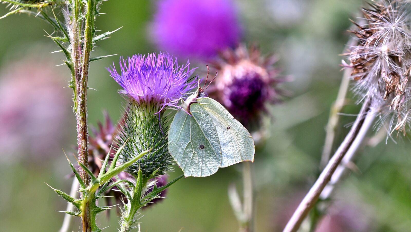 Nikon D500 sample photo. Butterfly, witje, purple photography