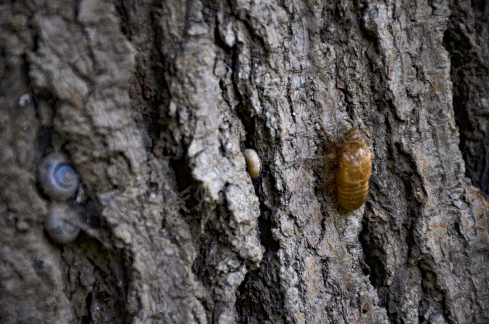Nikon D7000 sample photo. Texture, wood texture, wood photography