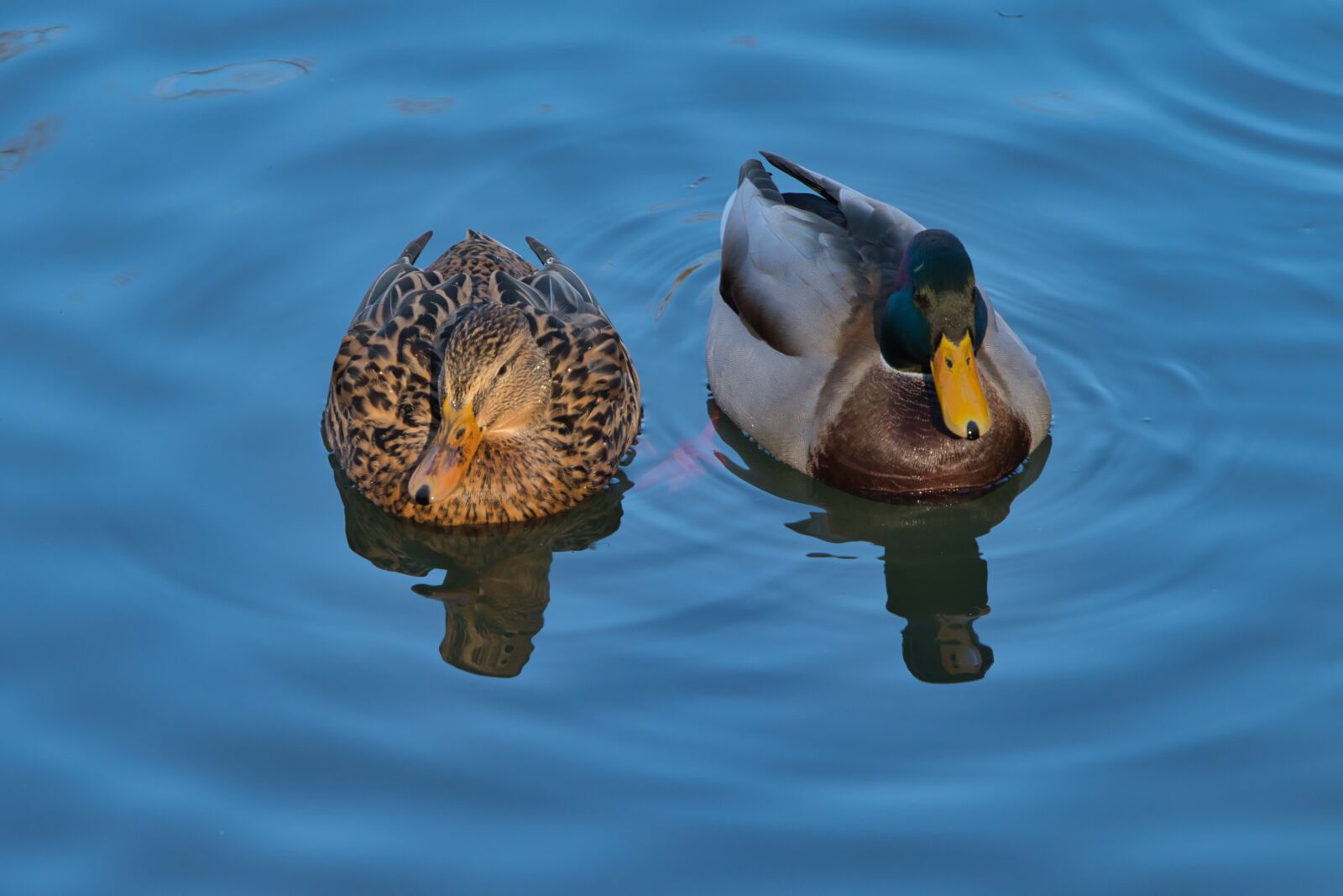 Canon EOS 800D (EOS Rebel T7i / EOS Kiss X9i) sample photo. Ducks, drake, duck photography