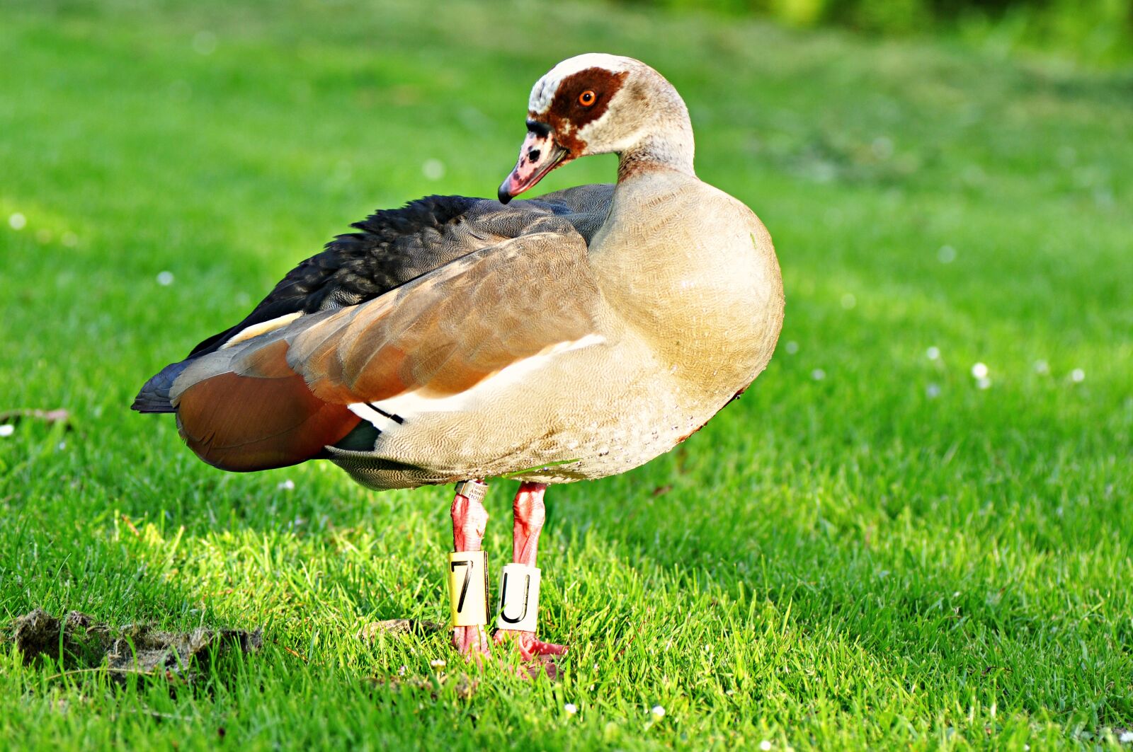 Nikon D90 sample photo. Egyptian goose, goose, waterfowl photography