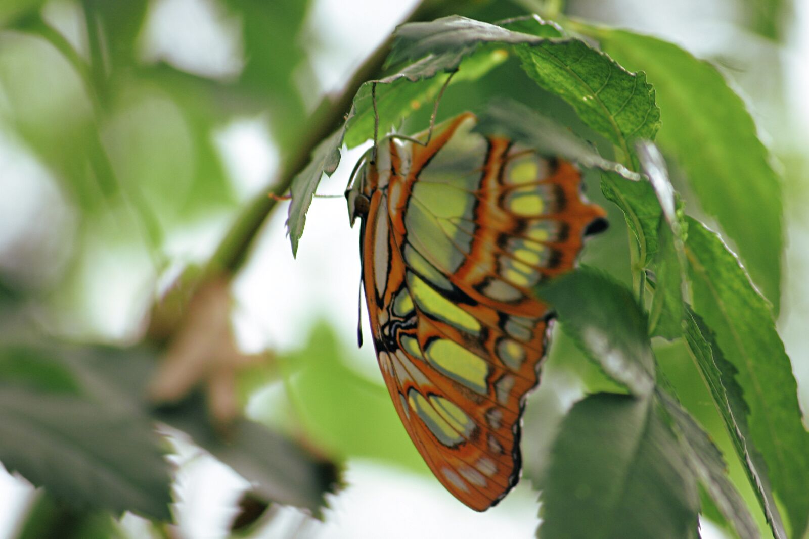 Canon EOS 300D (EOS Digital Rebel / EOS Kiss Digital) sample photo. Butterfly, insect, wing photography