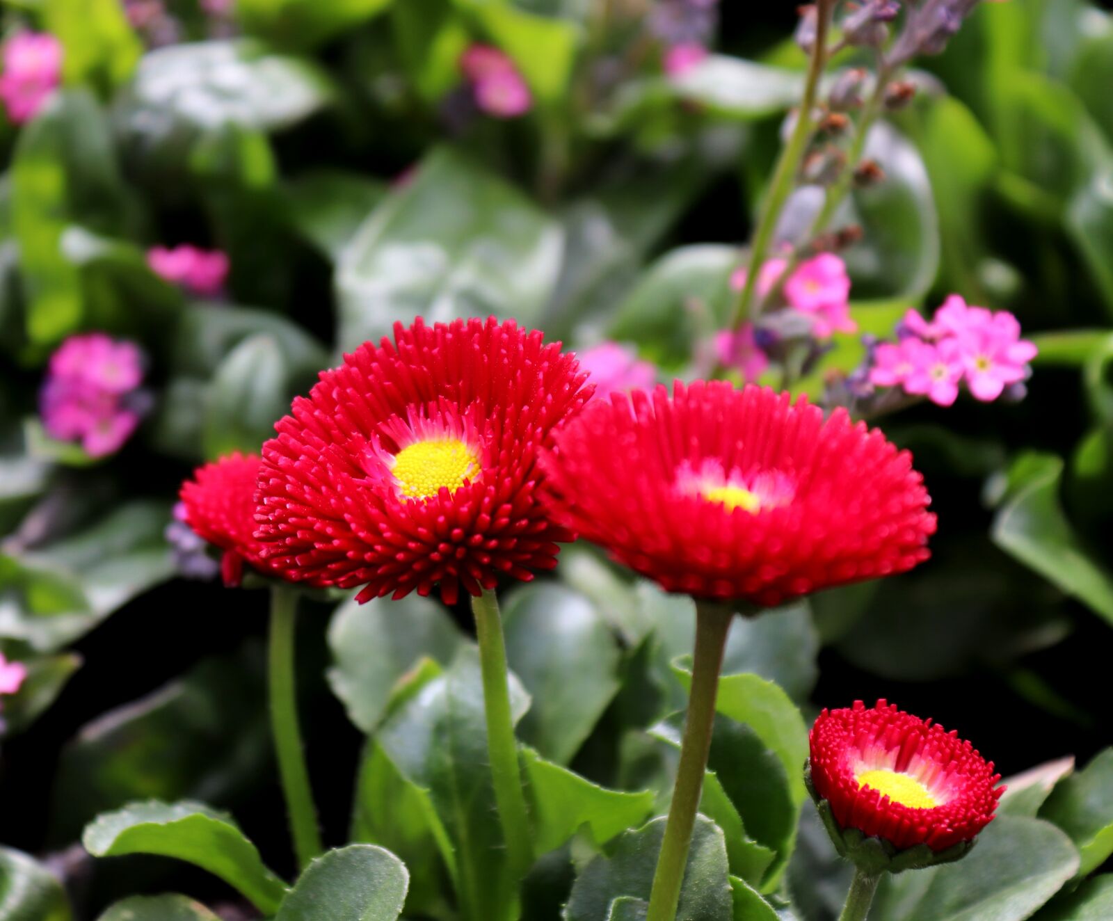 Canon EOS 200D (EOS Rebel SL2 / EOS Kiss X9) sample photo. Daisy, blossom, bloom photography