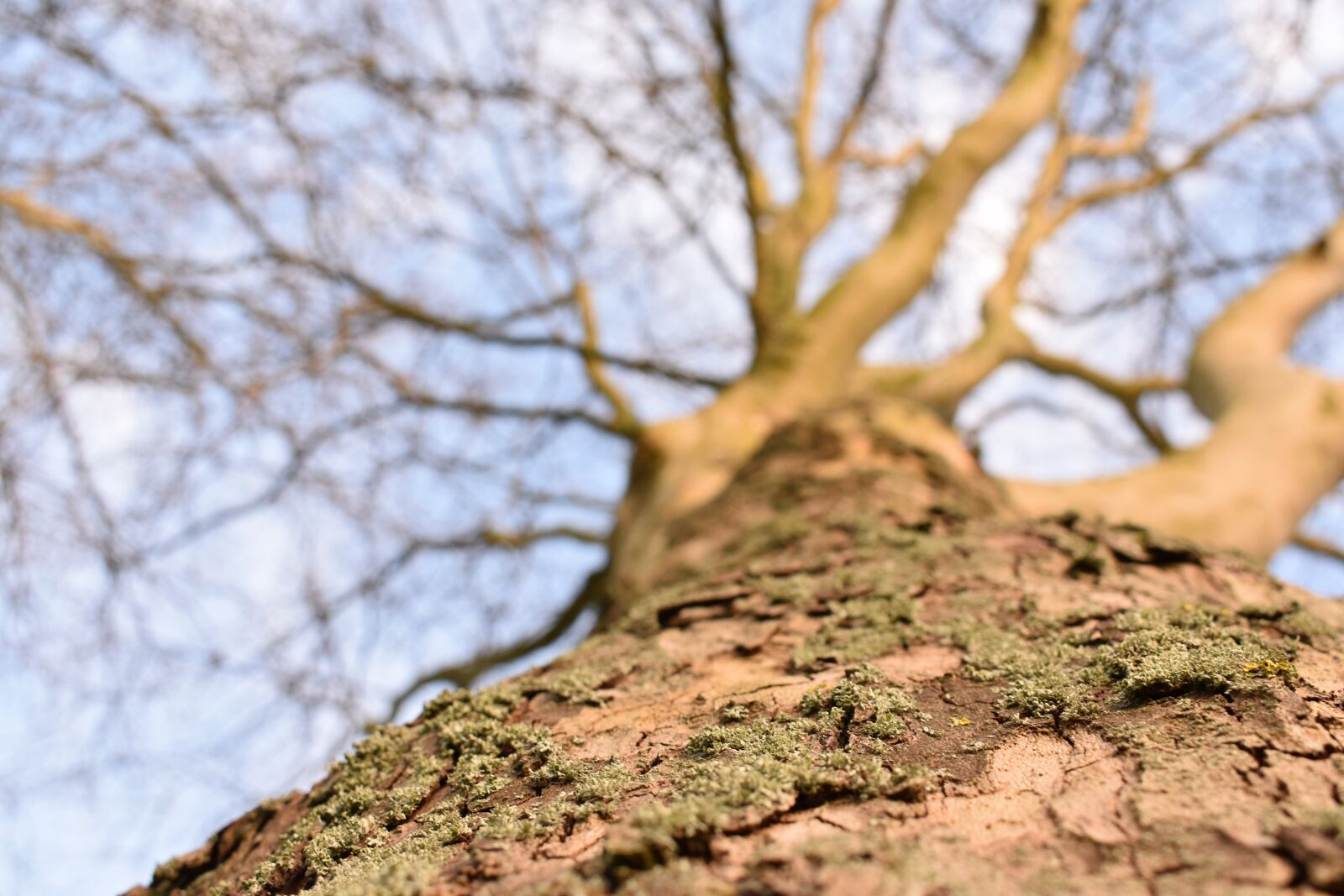 Nikon D3400 sample photo. Tree, tree top, brown photography