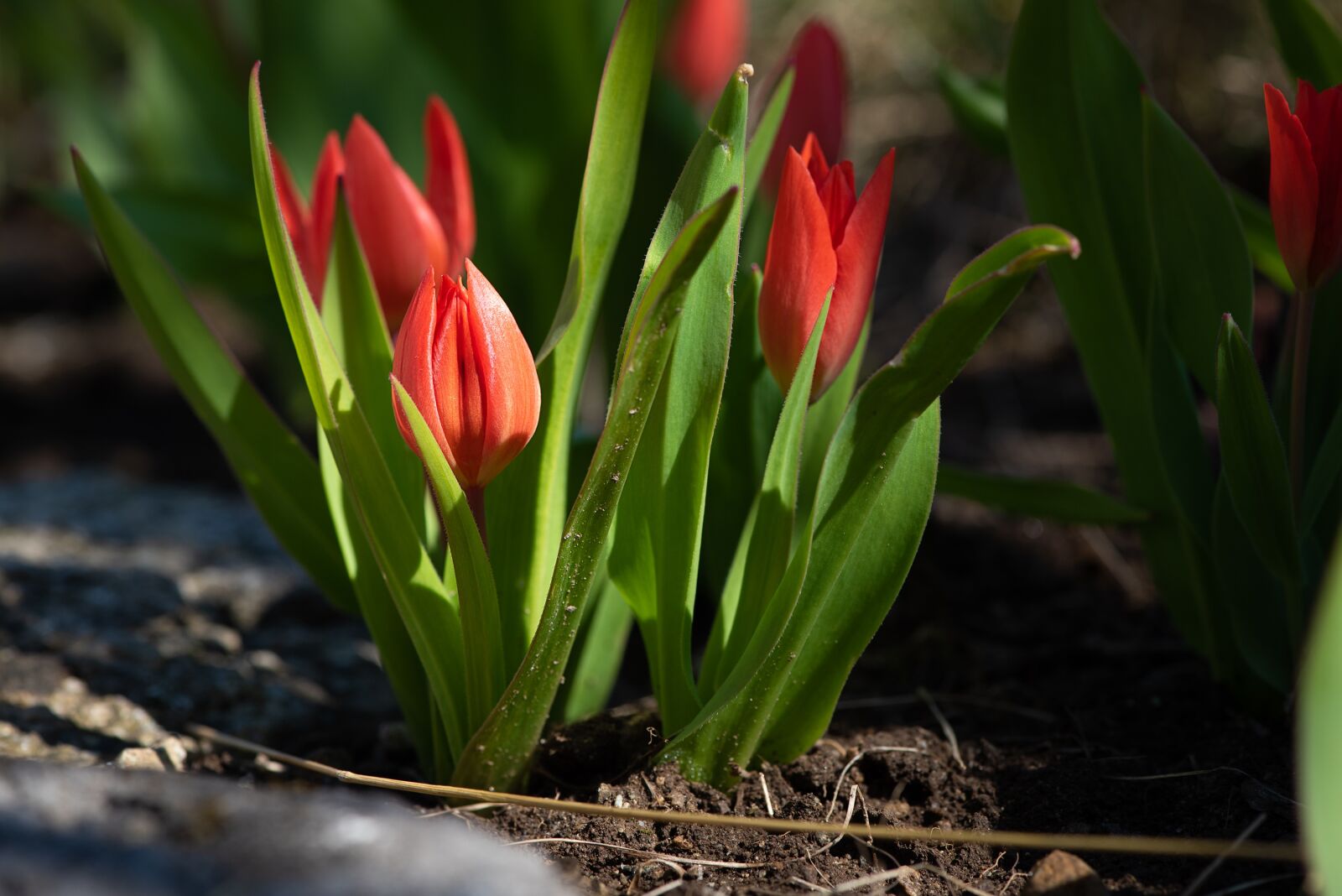 Nikon D750 sample photo. Tulips, red tulips, small photography