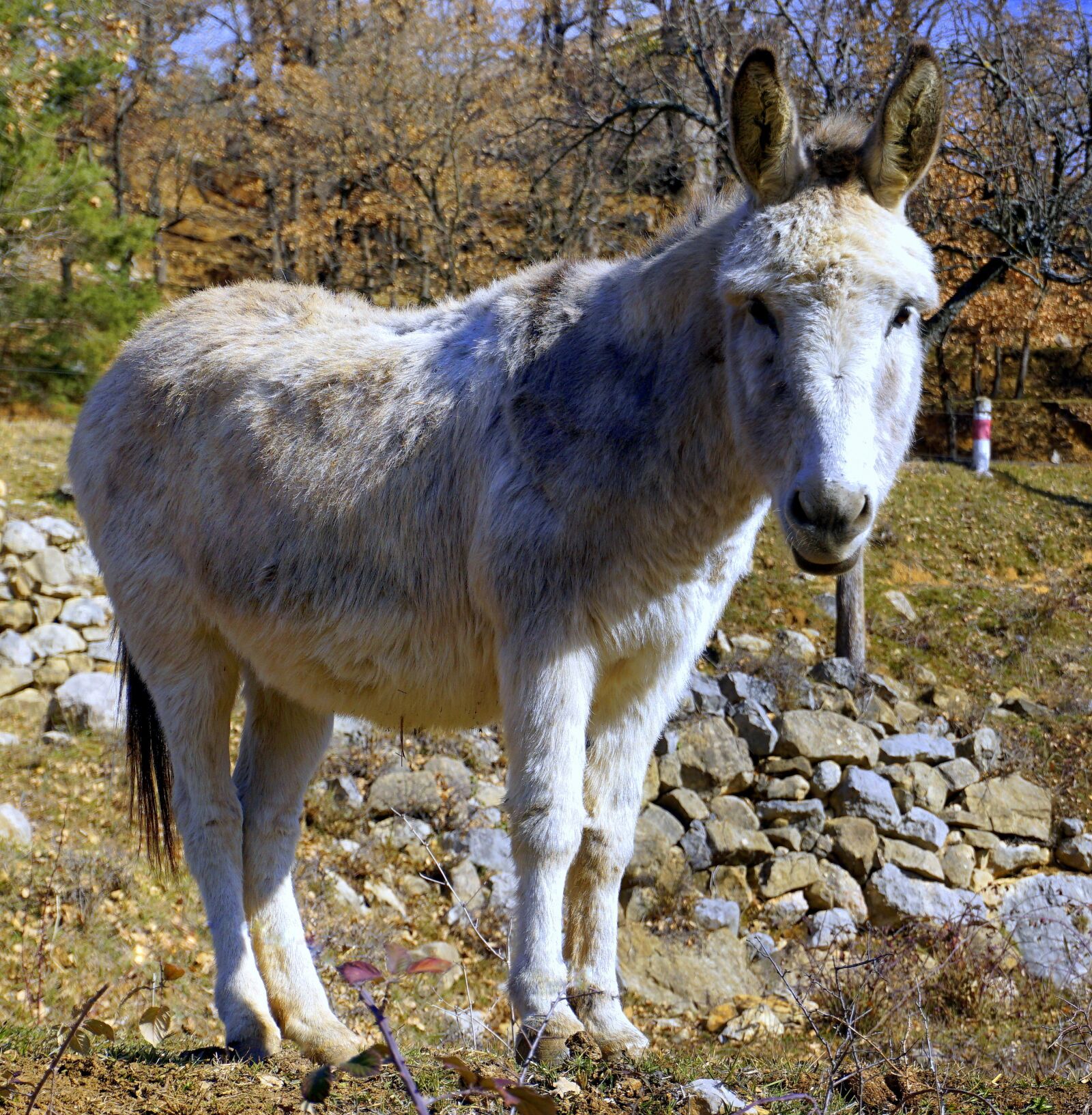 Sony E 16-50mm F3.5-5.6 PZ OSS sample photo. Donkey, ass, equine photography