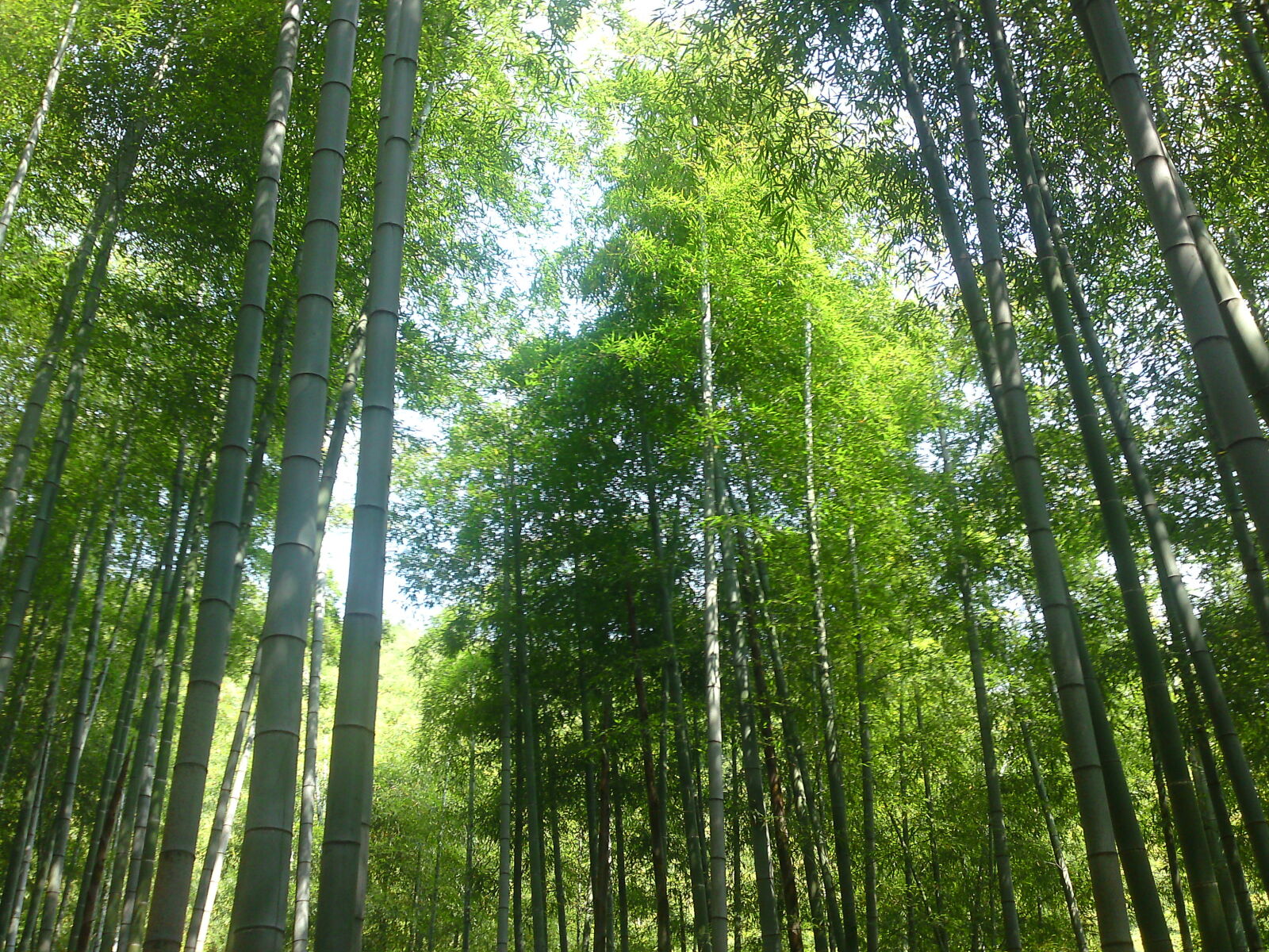LG KC910 sample photo