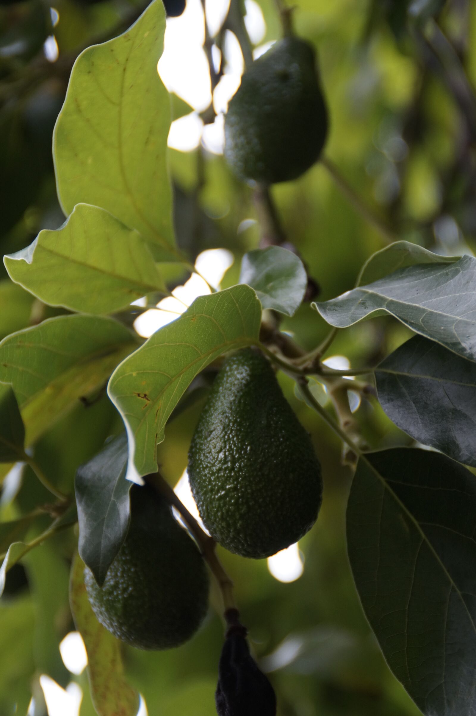 Sony SLT-A58 sample photo. Avocado, avocado tree, plant photography