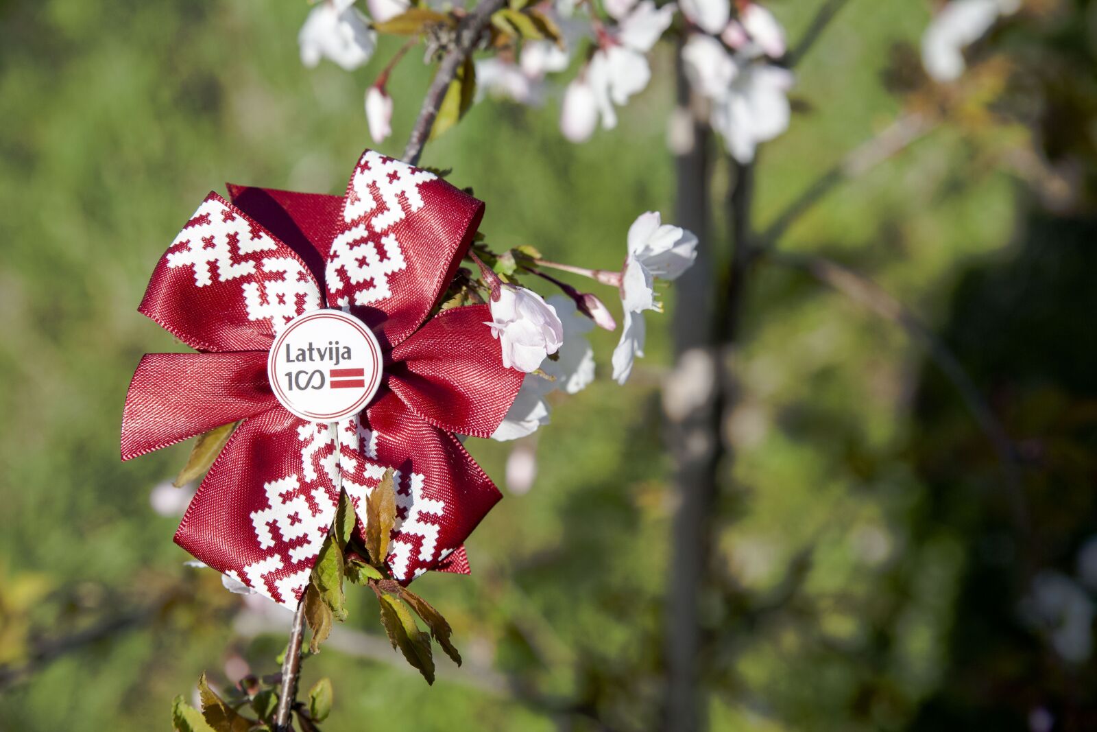 Canon EOS 5D Mark II sample photo. Flower, nature, flora photography