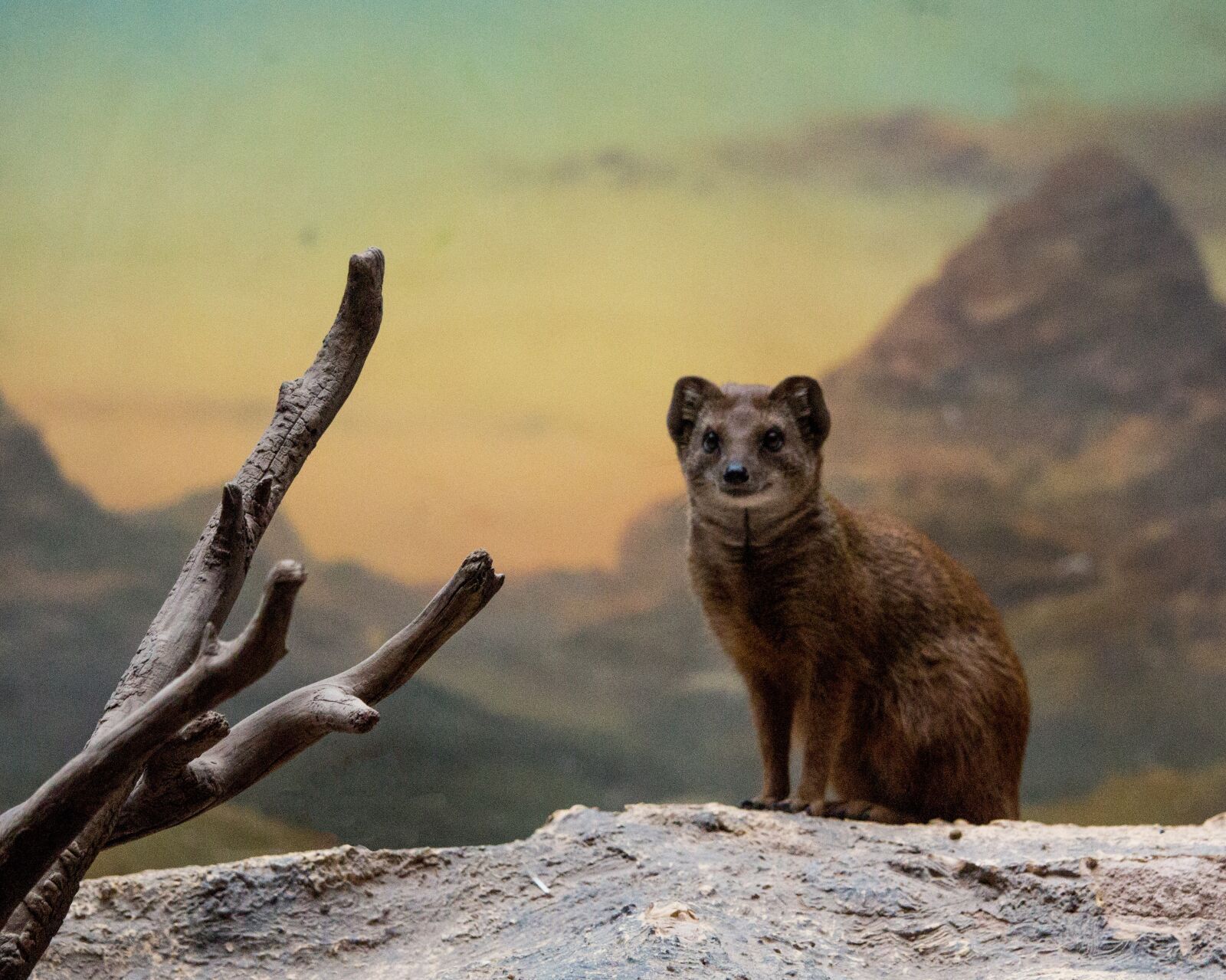 Canon EOS 700D (EOS Rebel T5i / EOS Kiss X7i) sample photo. Mongoose, mountain, scenery photography
