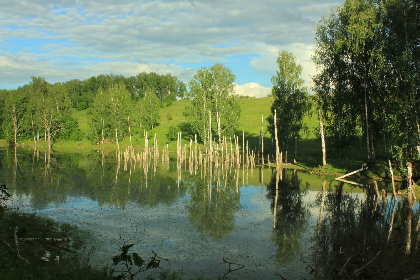 Canon EOS 550D (EOS Rebel T2i / EOS Kiss X4) sample photo. Russia, swamp, nature photography