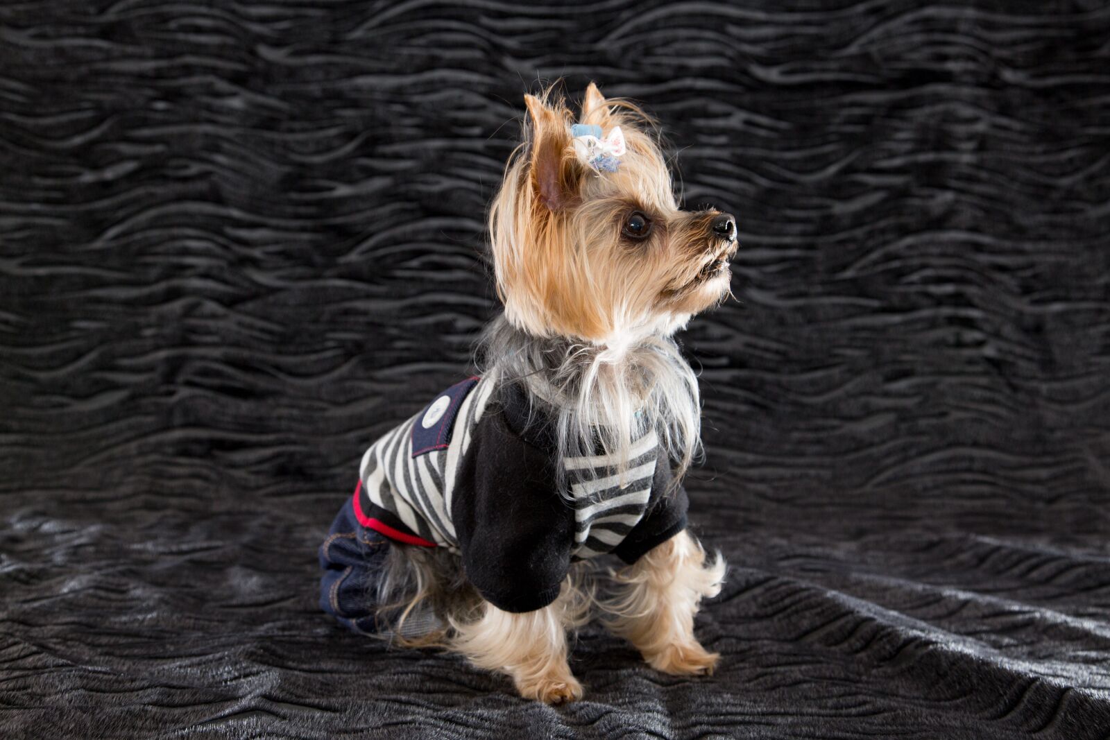 Canon EF 24-105mm F4L IS USM sample photo. Yorkshire terrier, dog, one photography